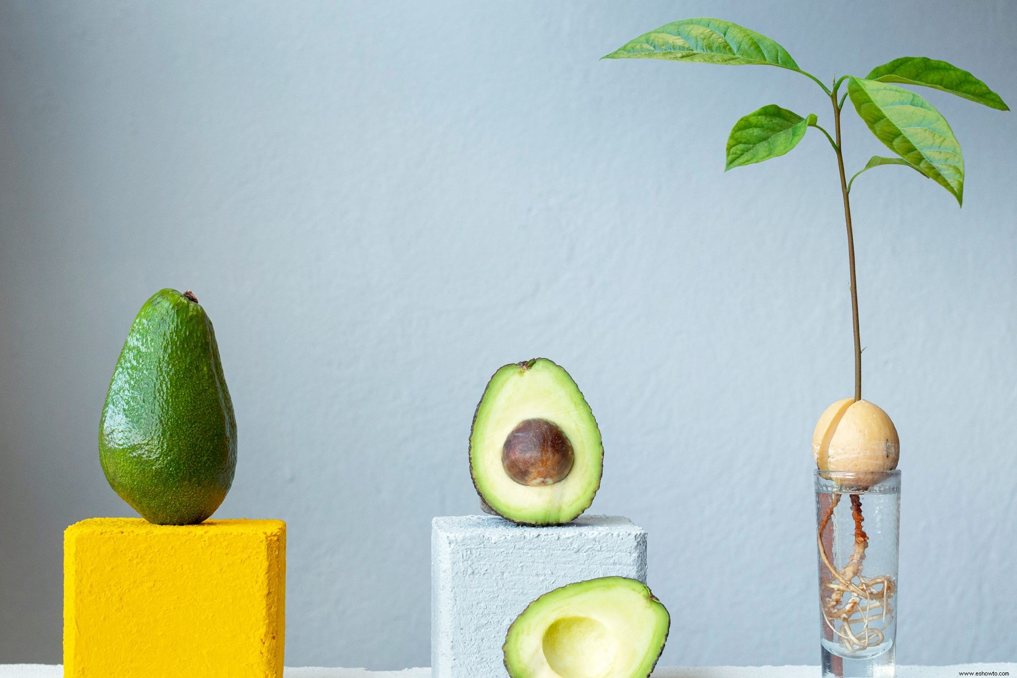 2 Maneras Fáciles de Cultivar una Planta de Aguacate en Interiores 