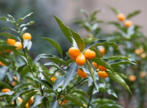 Las 5 plantas de interior más aromáticas para perfumar tu hogar, según un experto en paisajismo