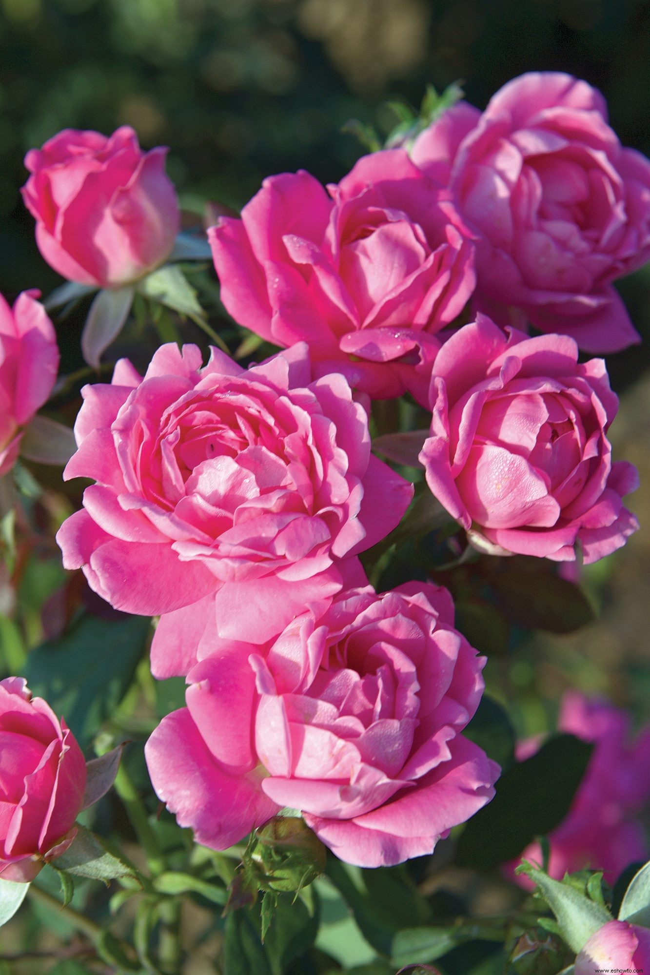 Las 12 rosas más fáciles de cultivar para un hermoso jardín de bajo mantenimiento 