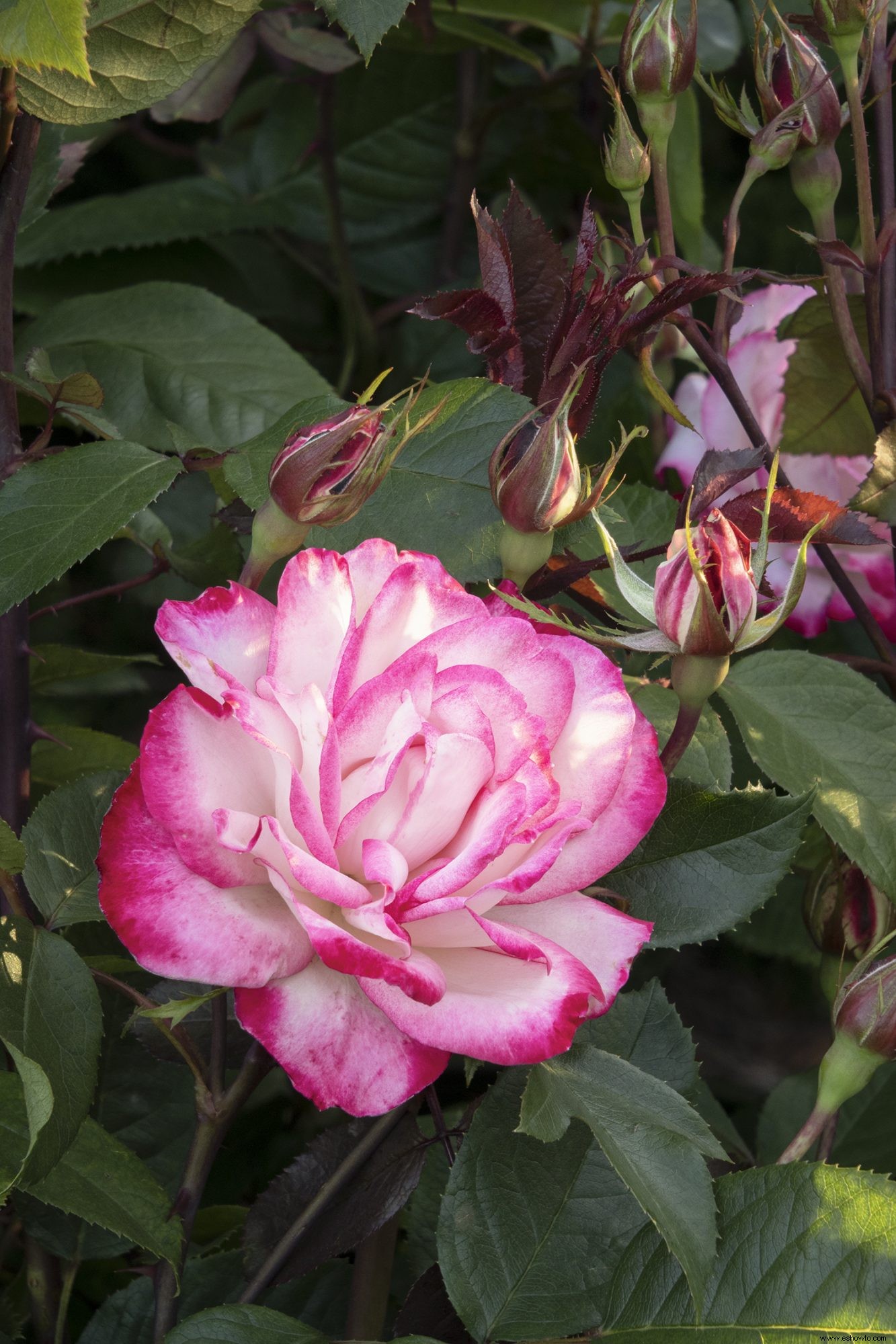 Las 12 rosas más fáciles de cultivar para un hermoso jardín de bajo mantenimiento 