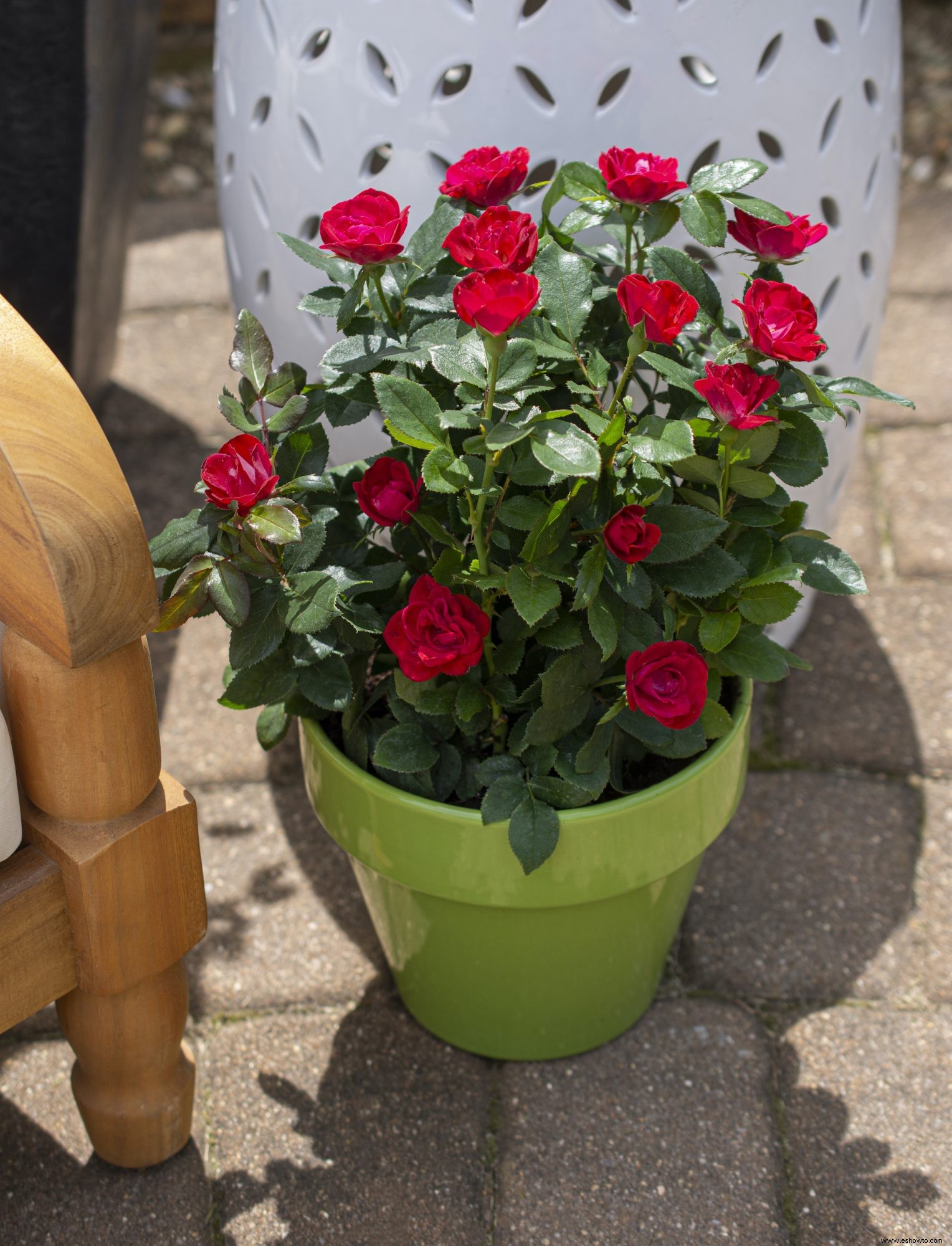 Las 12 rosas más fáciles de cultivar para un hermoso jardín de bajo mantenimiento 