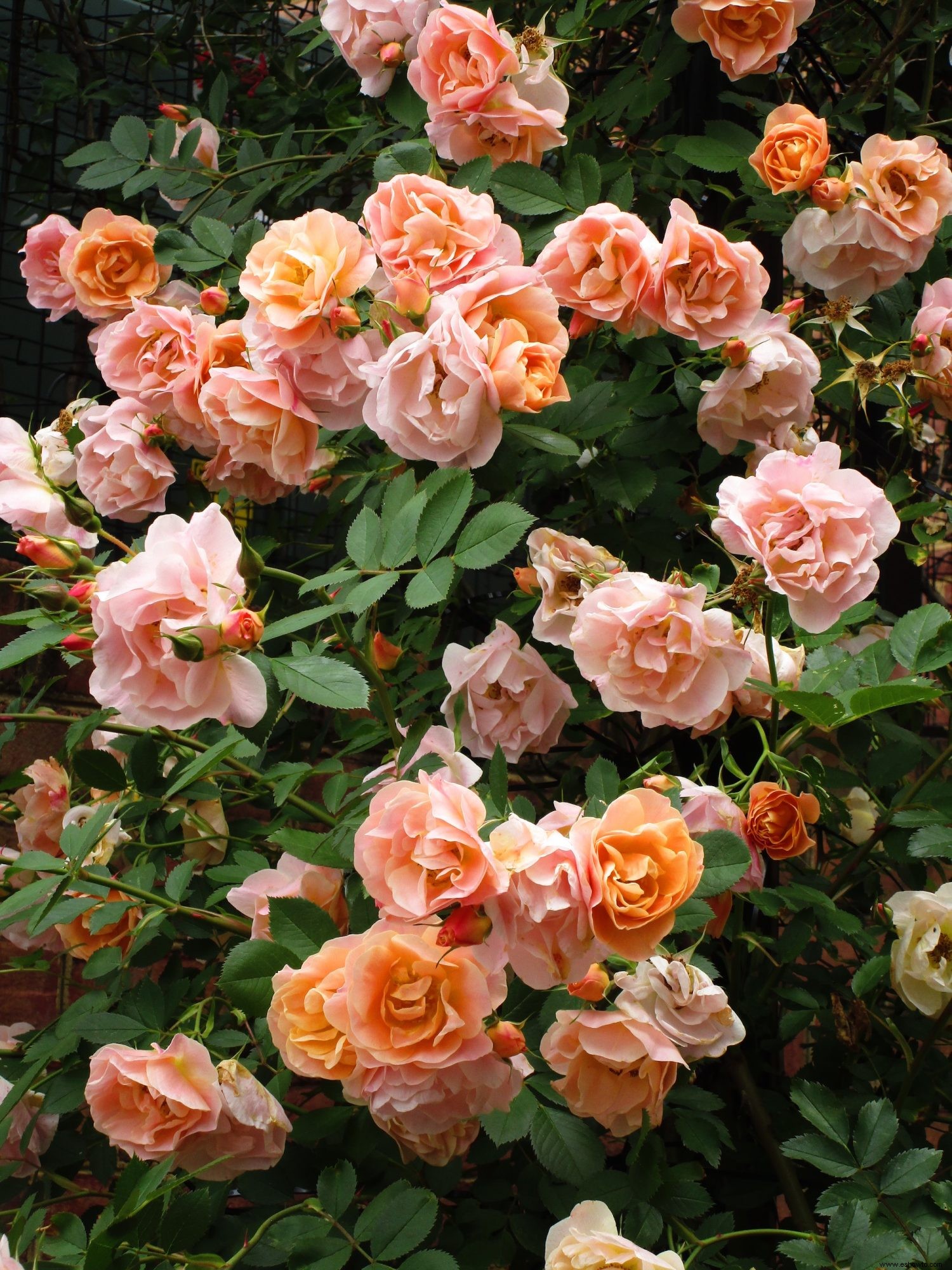 Las 12 rosas más fáciles de cultivar para un hermoso jardín de bajo mantenimiento 