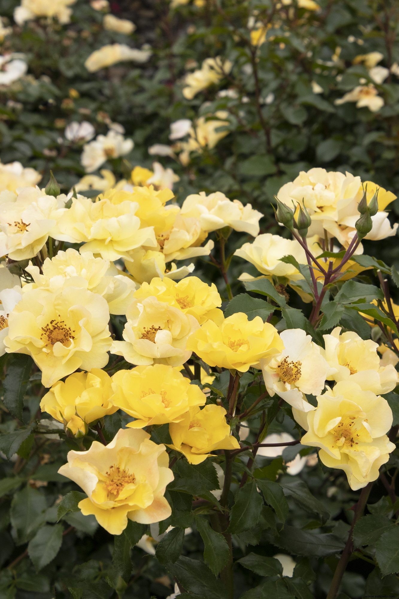 Las 12 rosas más fáciles de cultivar para un hermoso jardín de bajo mantenimiento 
