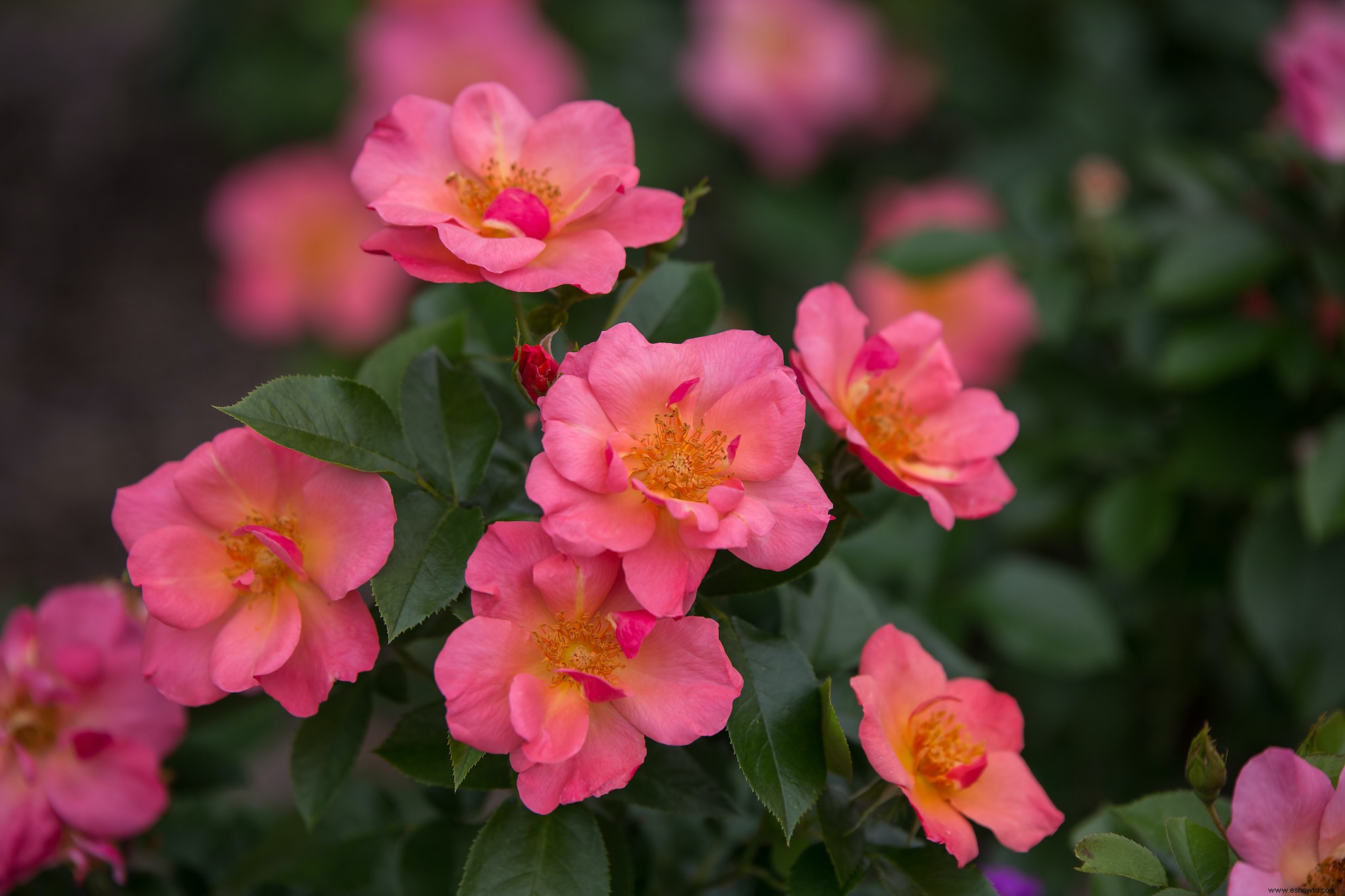 Las 12 rosas más fáciles de cultivar para un hermoso jardín de bajo mantenimiento 