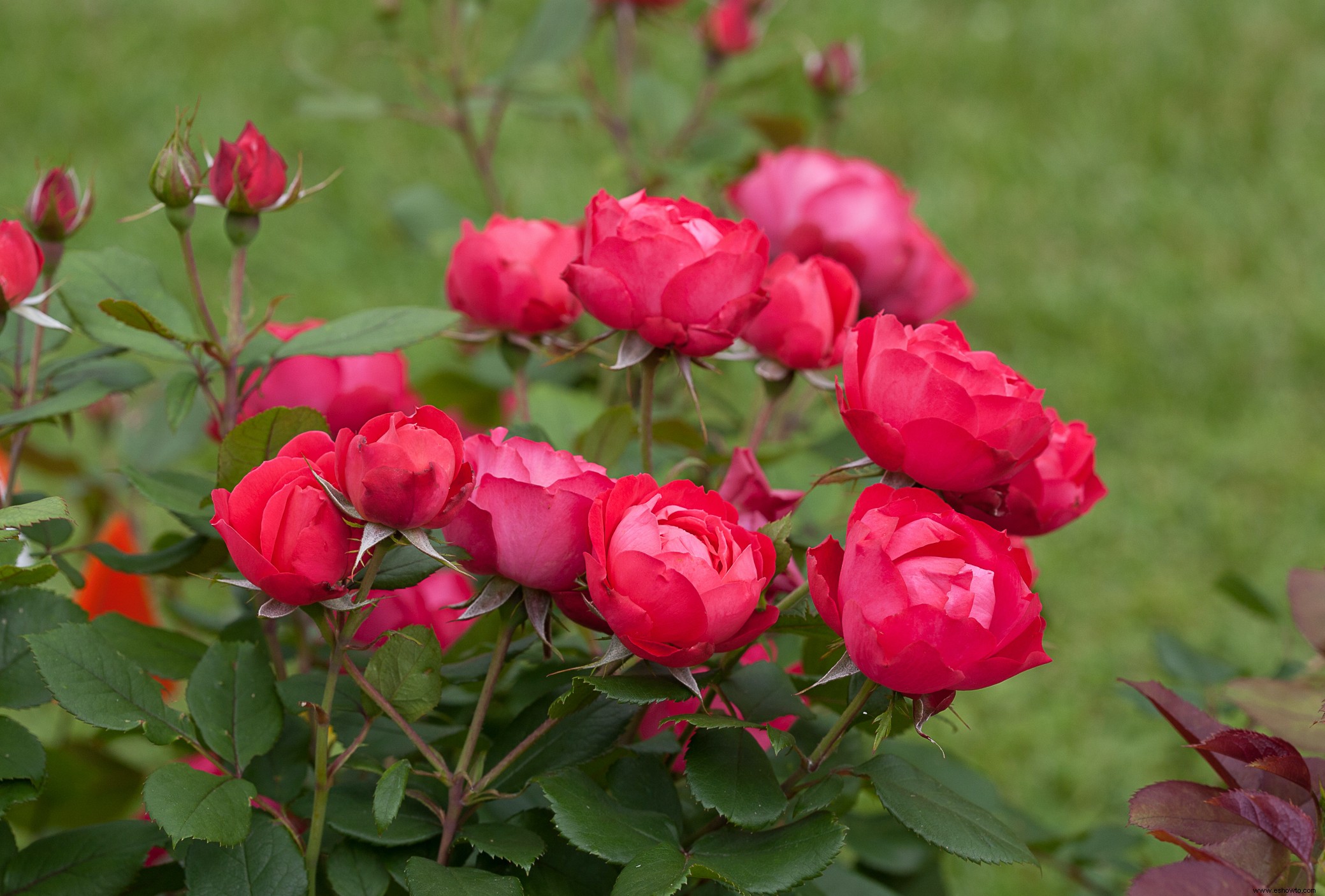 Las 12 rosas más fáciles de cultivar para un hermoso jardín de bajo mantenimiento 