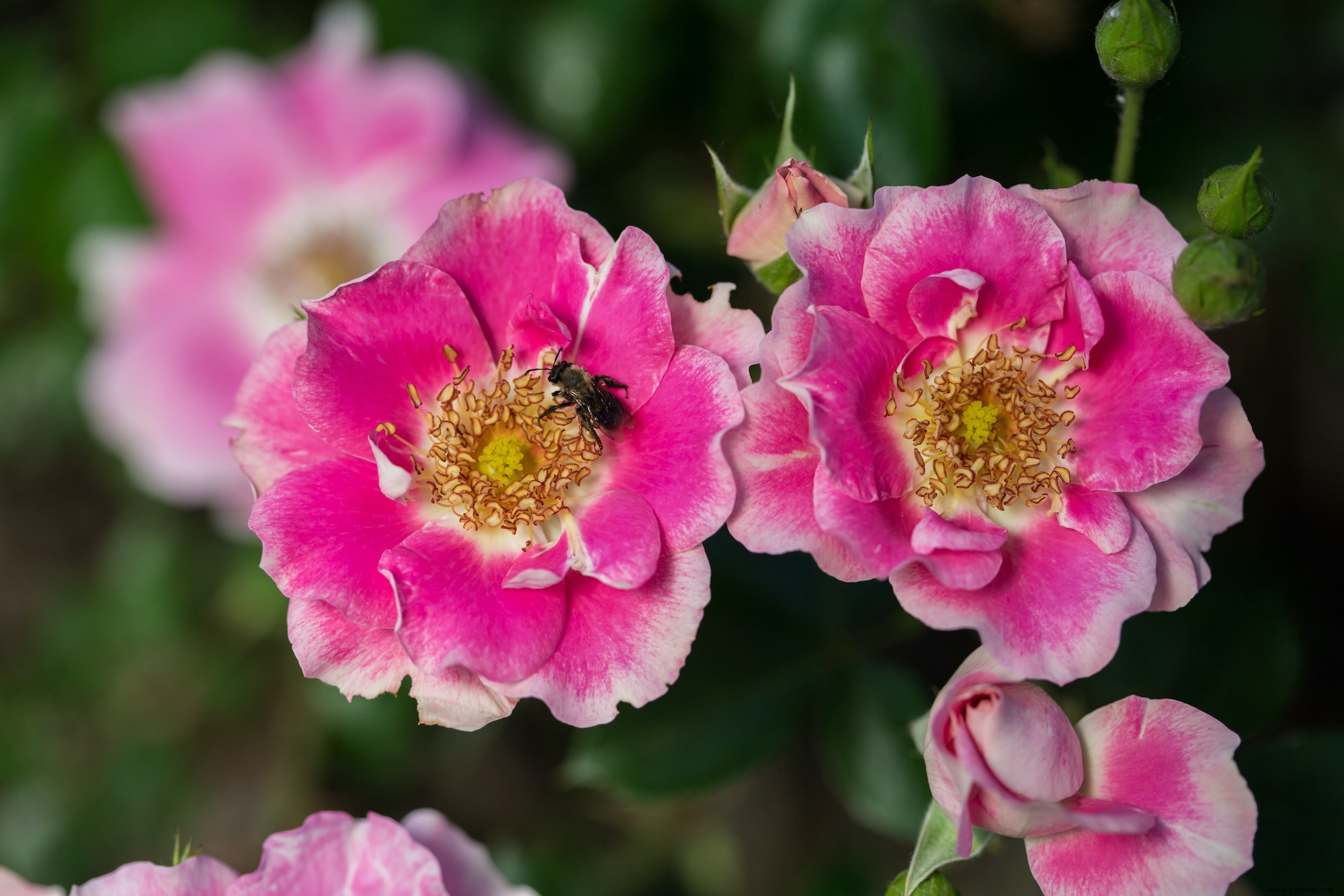 Las 12 rosas más fáciles de cultivar para un hermoso jardín de bajo mantenimiento 