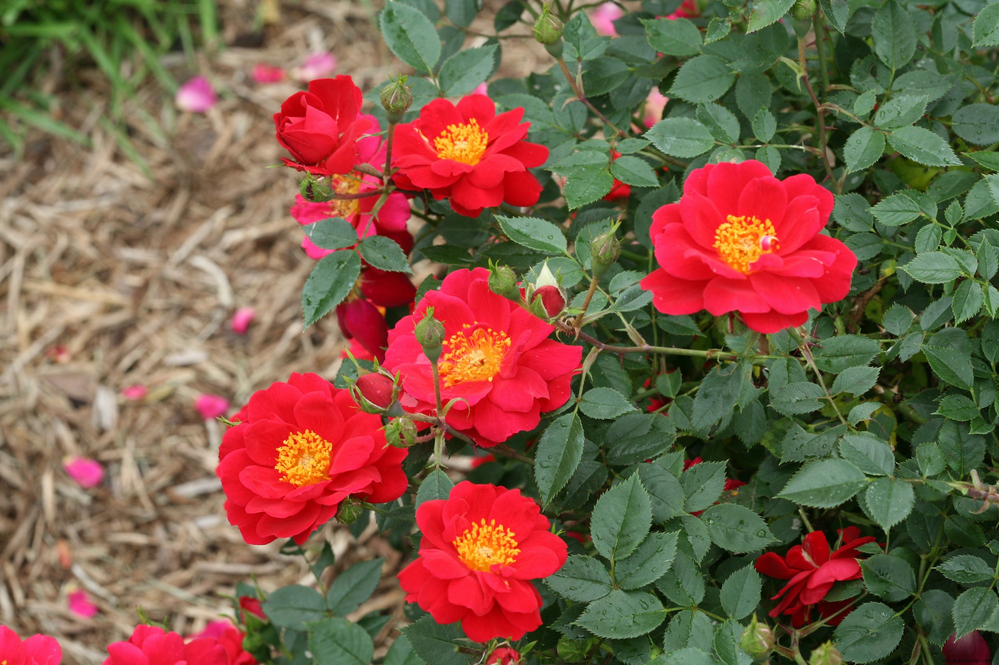 Las 12 rosas más fáciles de cultivar para un hermoso jardín de bajo mantenimiento 