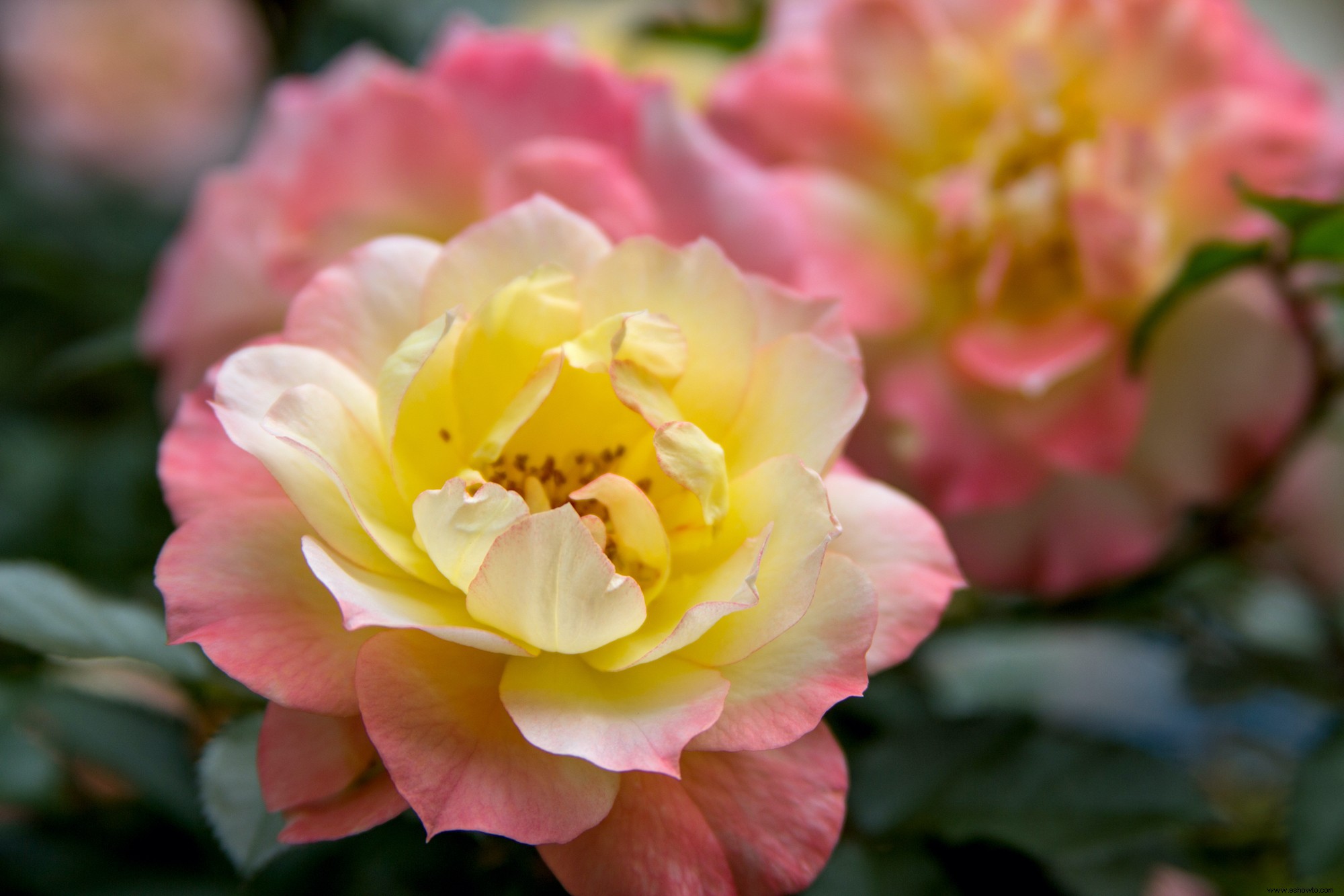 Las 12 rosas más fáciles de cultivar para un hermoso jardín de bajo mantenimiento 