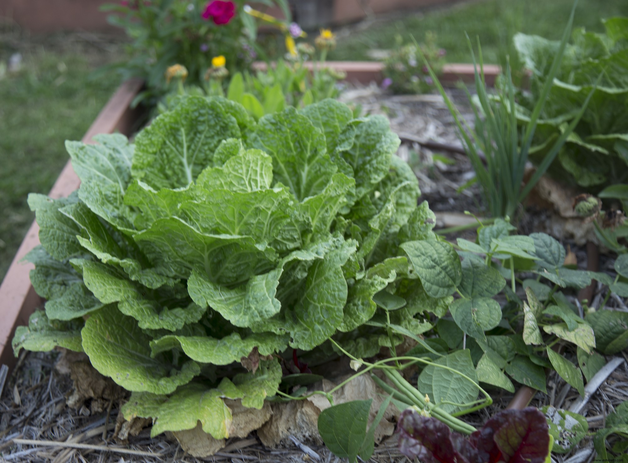 Cómo crear un jardín de sombra:no es necesario el sol 