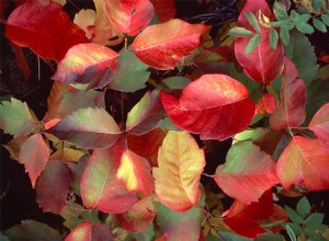 6 plantas irritantes para la piel que debes evitar tocar (además de la hiedra venenosa)