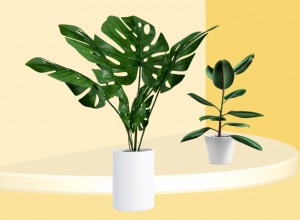 Cómo Trasplantar una Planta: Guía Experta en 5 Pasos Sencillos