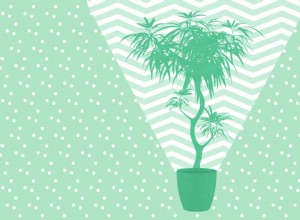 6 plantas de interior que purifican el aire de tu hogar de forma natural