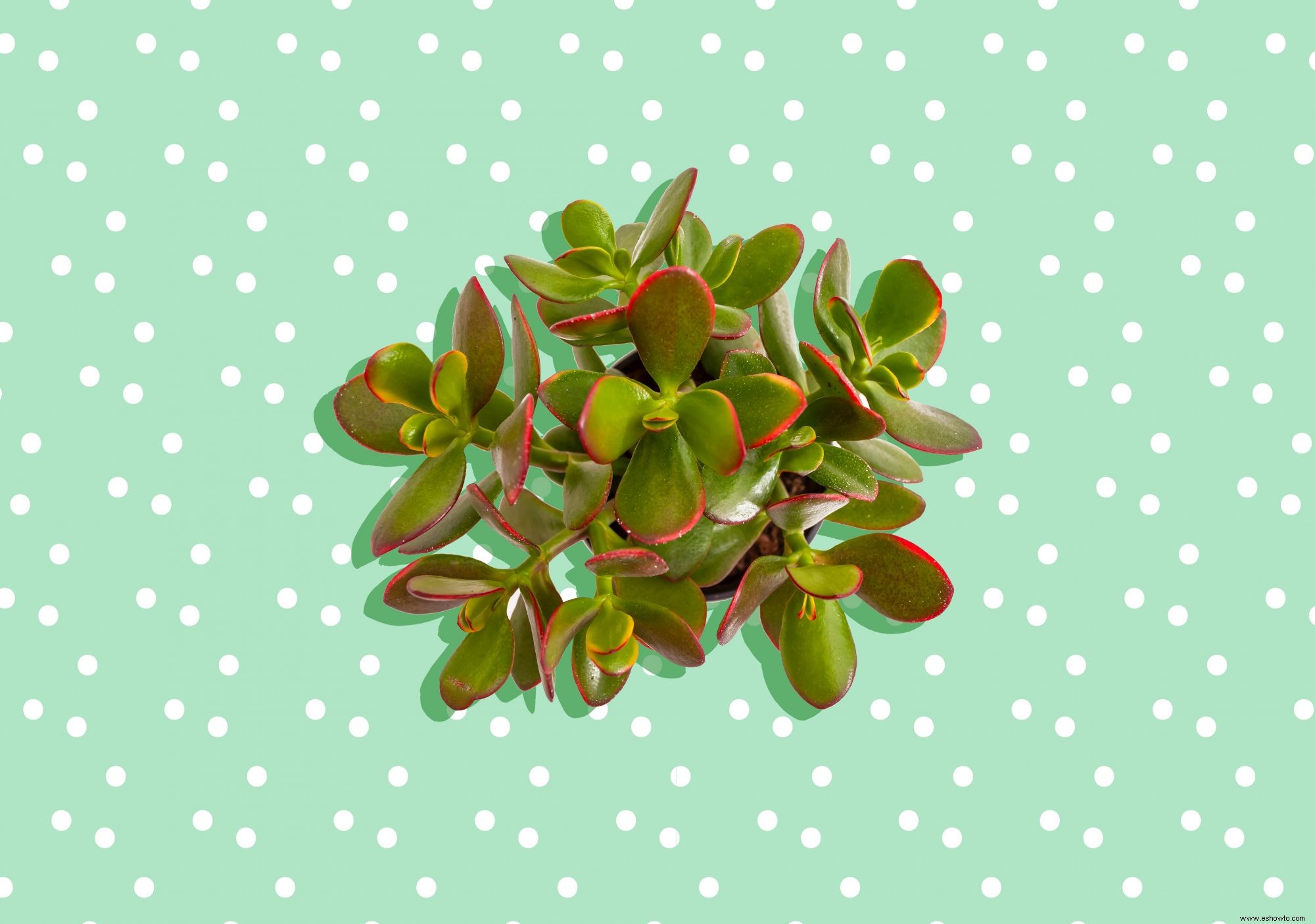 Cómo cuidar una planta de jade (incluso si eres terrible con las plantas de interior) 