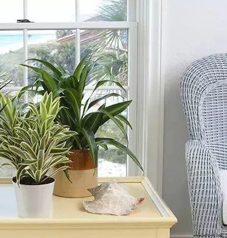 6 plantas que pueden limpiar el aire de tu hogar 