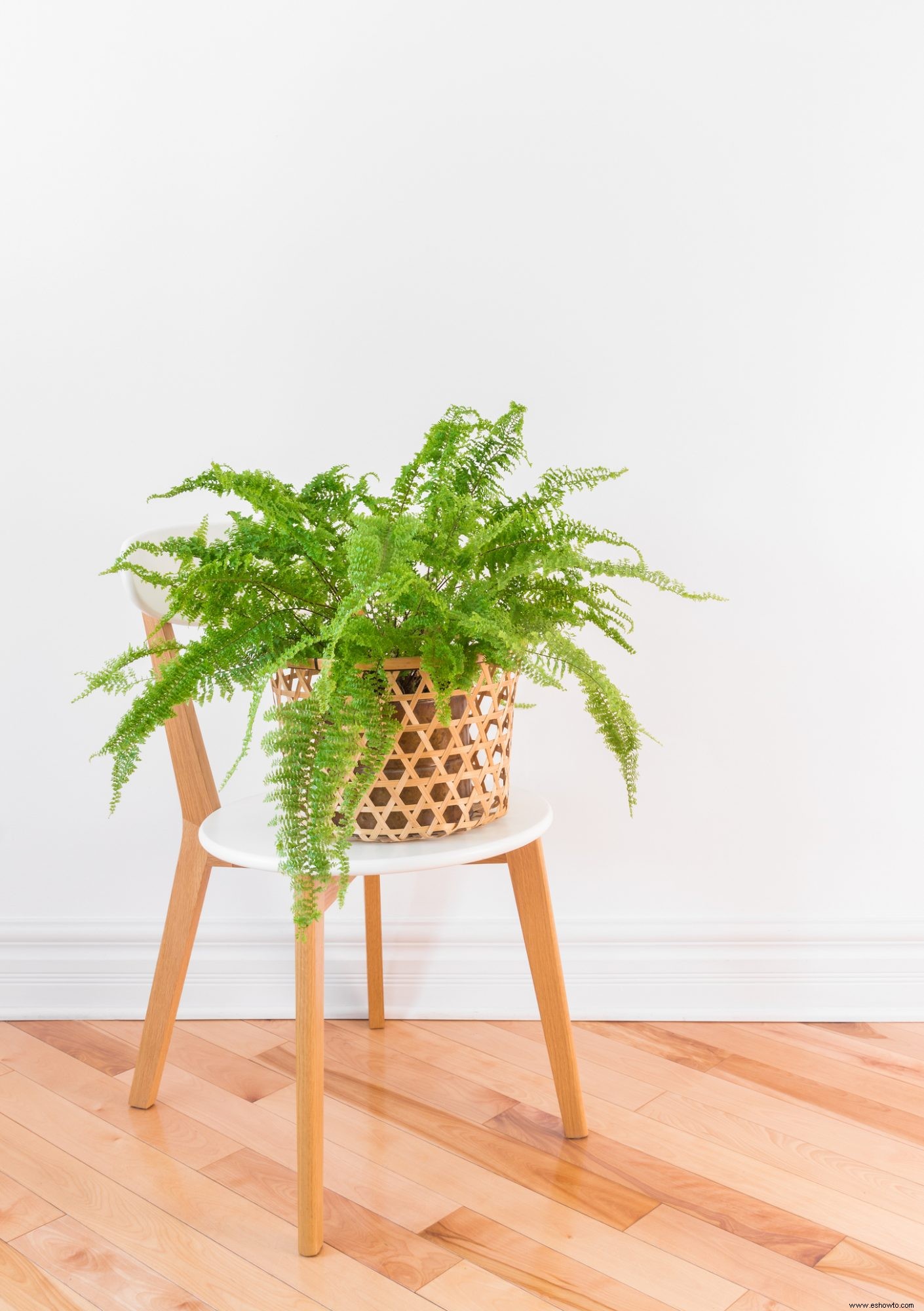 6 plantas que pueden limpiar el aire de tu hogar 