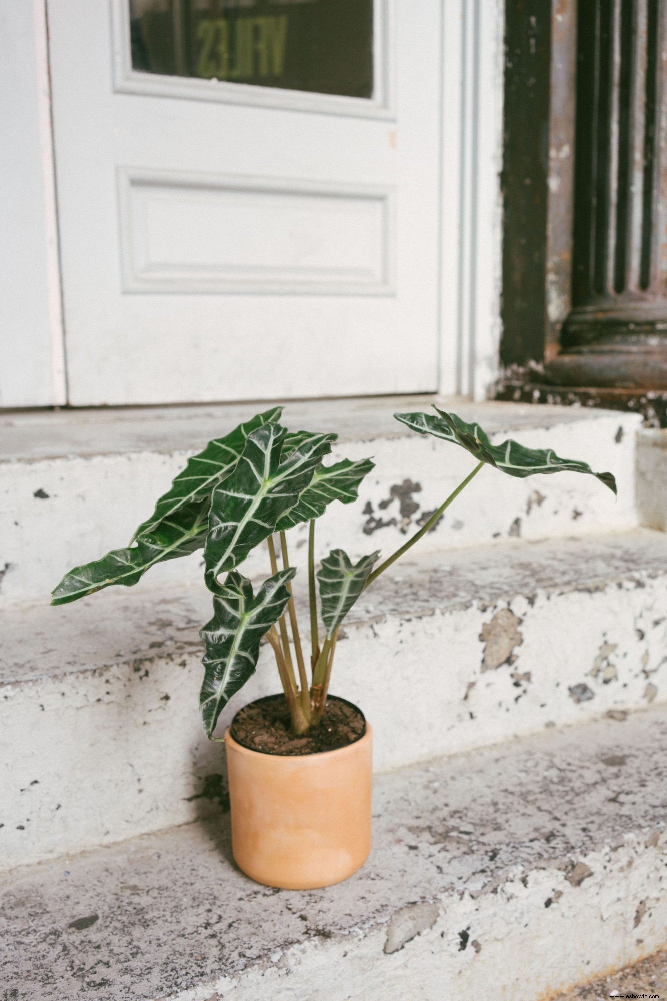 Move Over Fiddle Leaf Fig, estas serán las plantas de interior más populares de 2021 