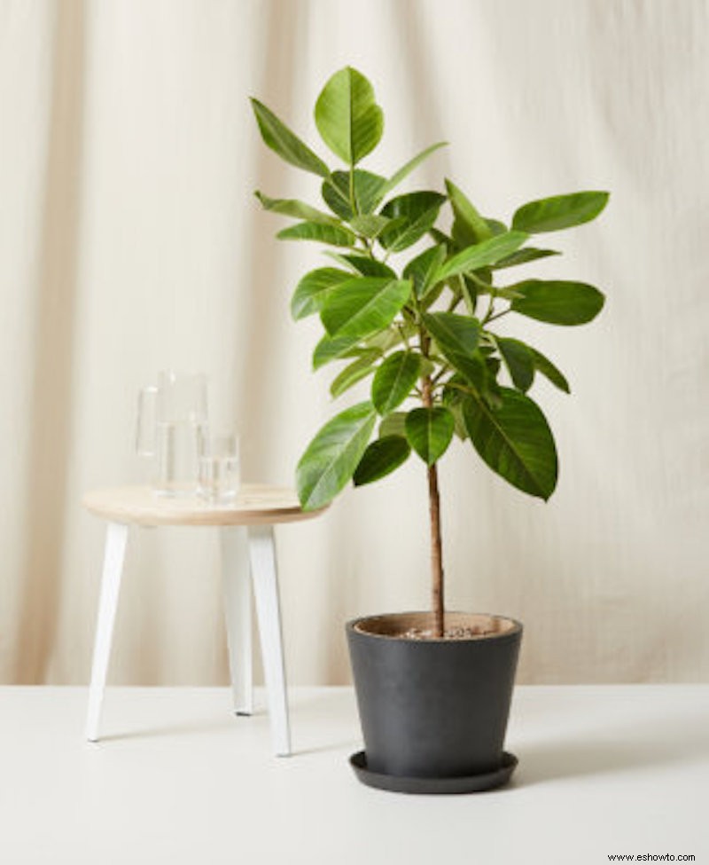 Move Over Fiddle Leaf Fig, estas serán las plantas de interior más populares de 2021 