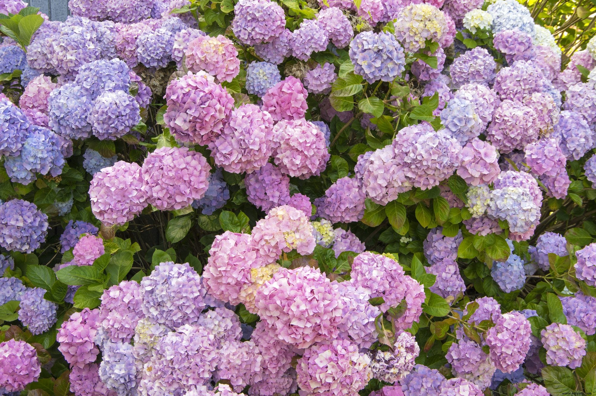 7 flores y arbustos de jardín populares para plantar este otoño, incluida nuestra nueva variedad favorita de hortensias 