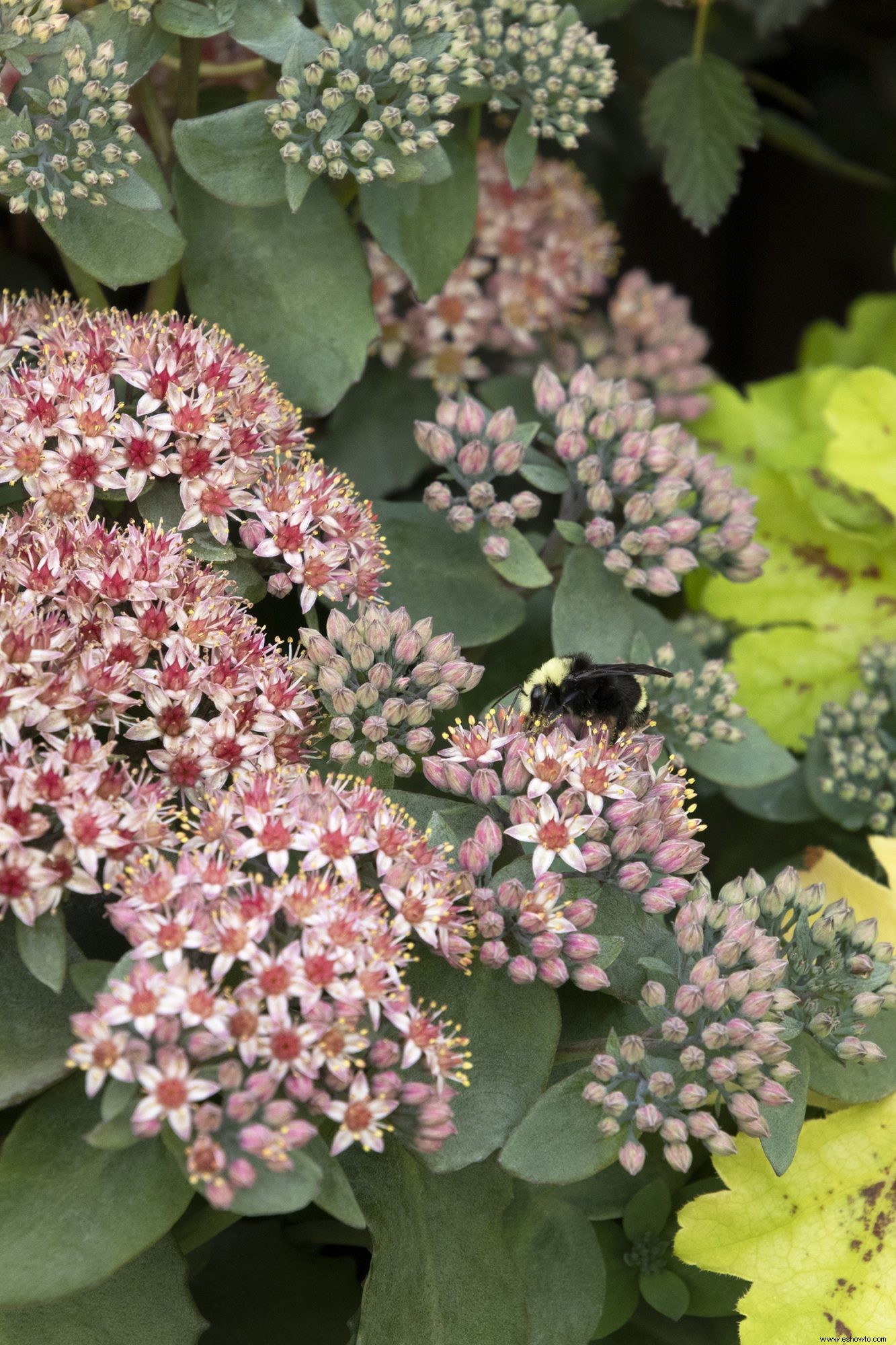 7 flores y arbustos de jardín populares para plantar este otoño, incluida nuestra nueva variedad favorita de hortensias 