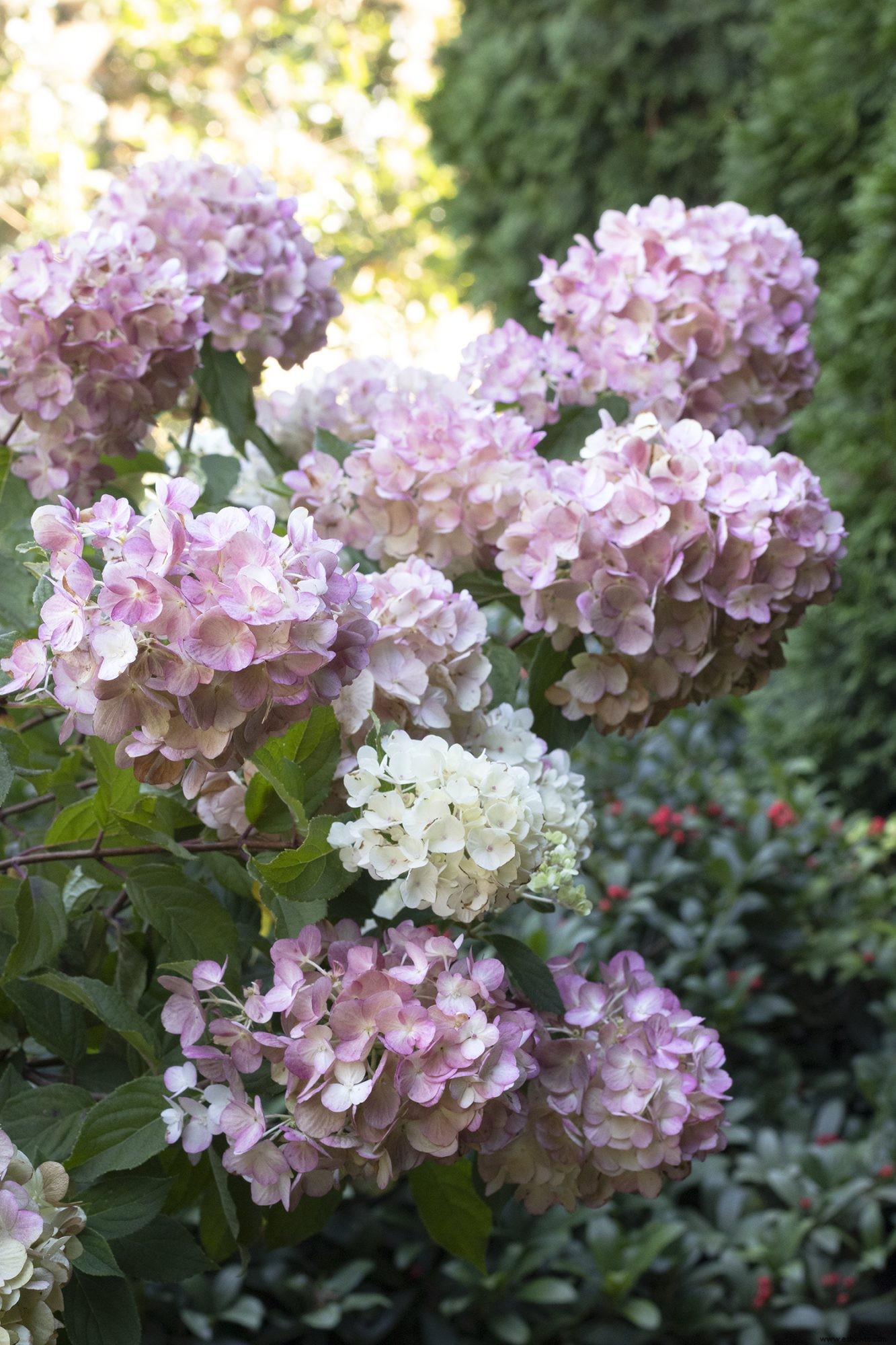 7 flores y arbustos de jardín populares para plantar este otoño, incluida nuestra nueva variedad favorita de hortensias 