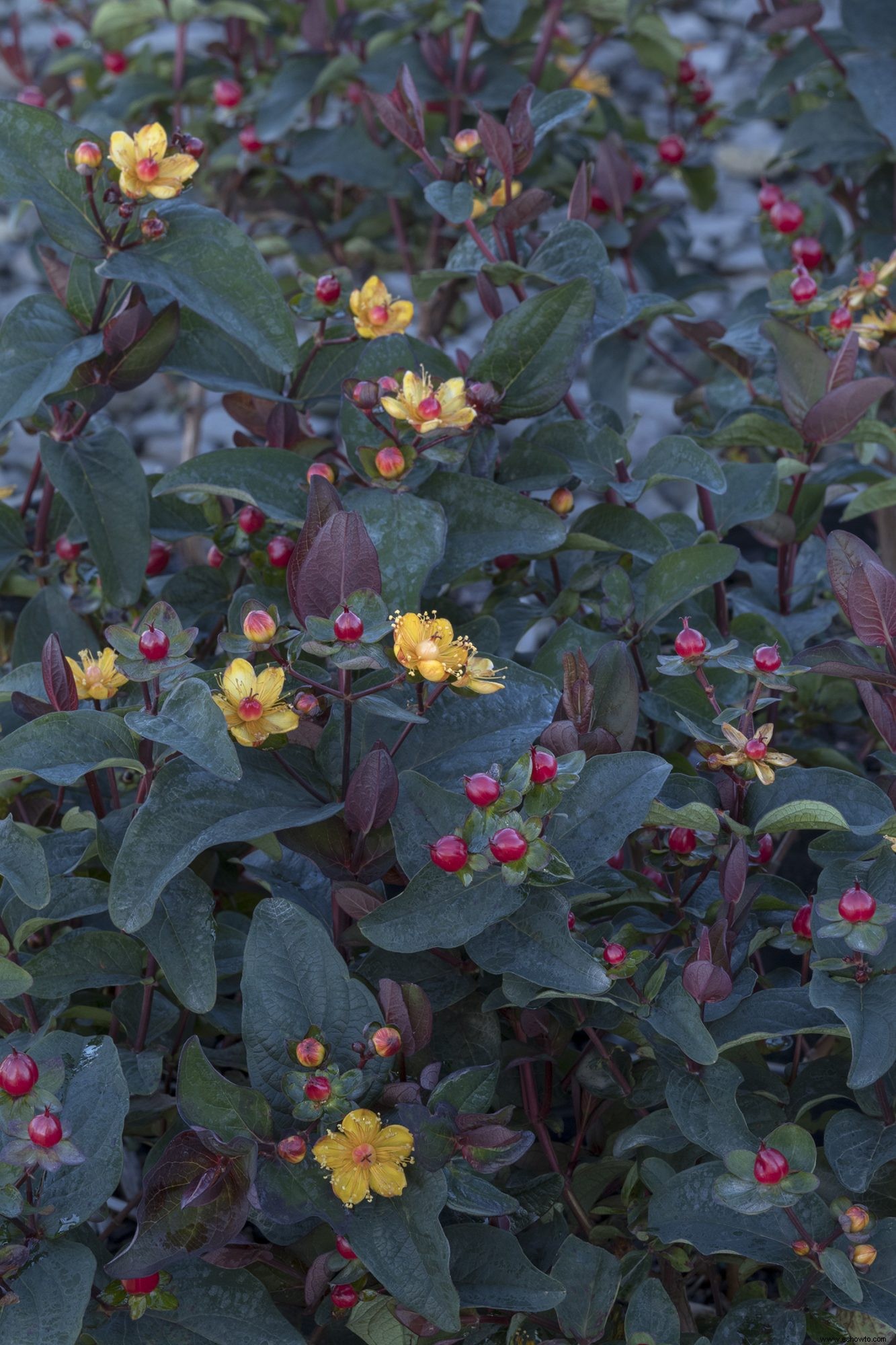 7 flores y arbustos de jardín populares para plantar este otoño, incluida nuestra nueva variedad favorita de hortensias 