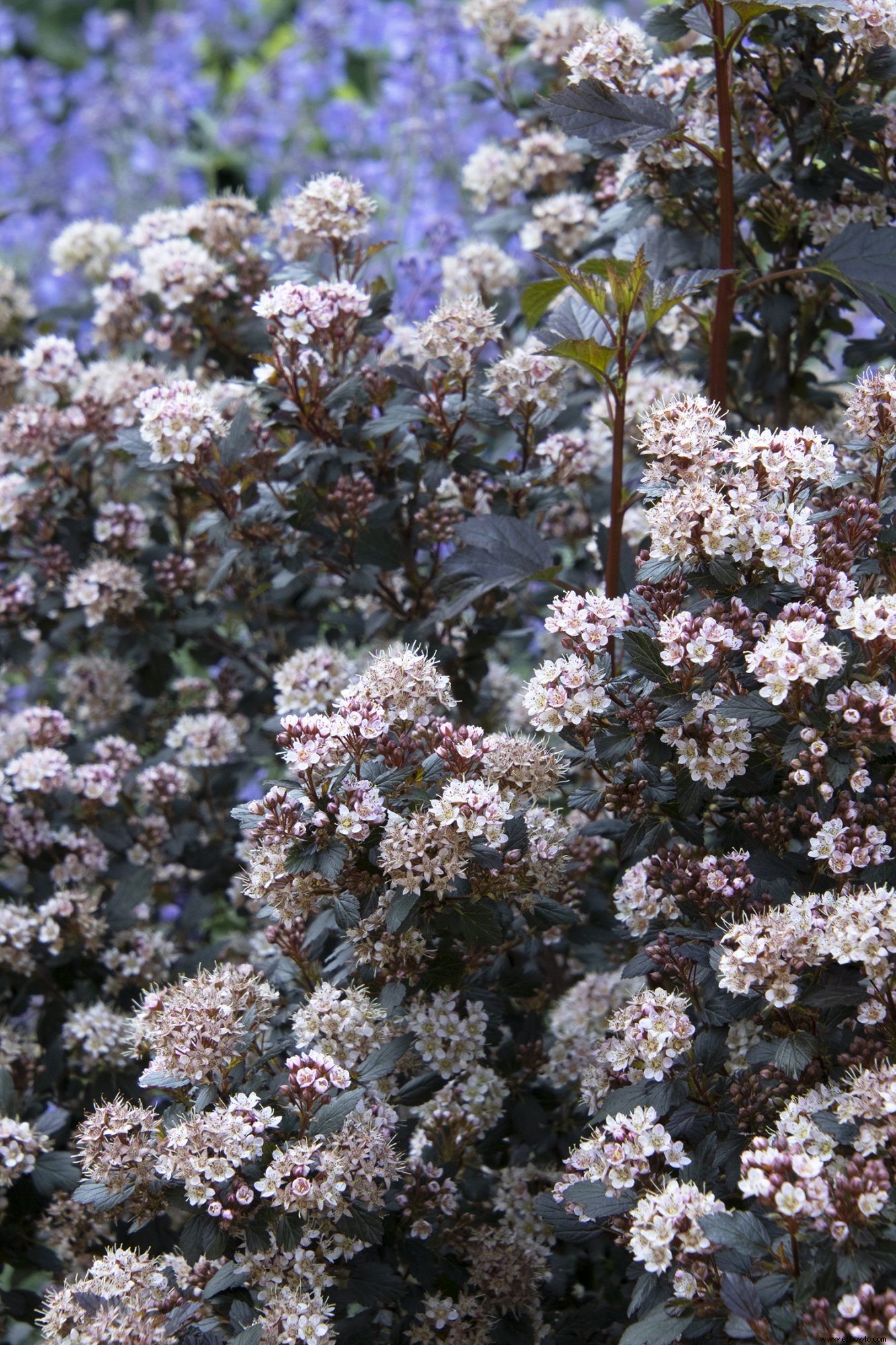 7 flores y arbustos de jardín populares para plantar este otoño, incluida nuestra nueva variedad favorita de hortensias 