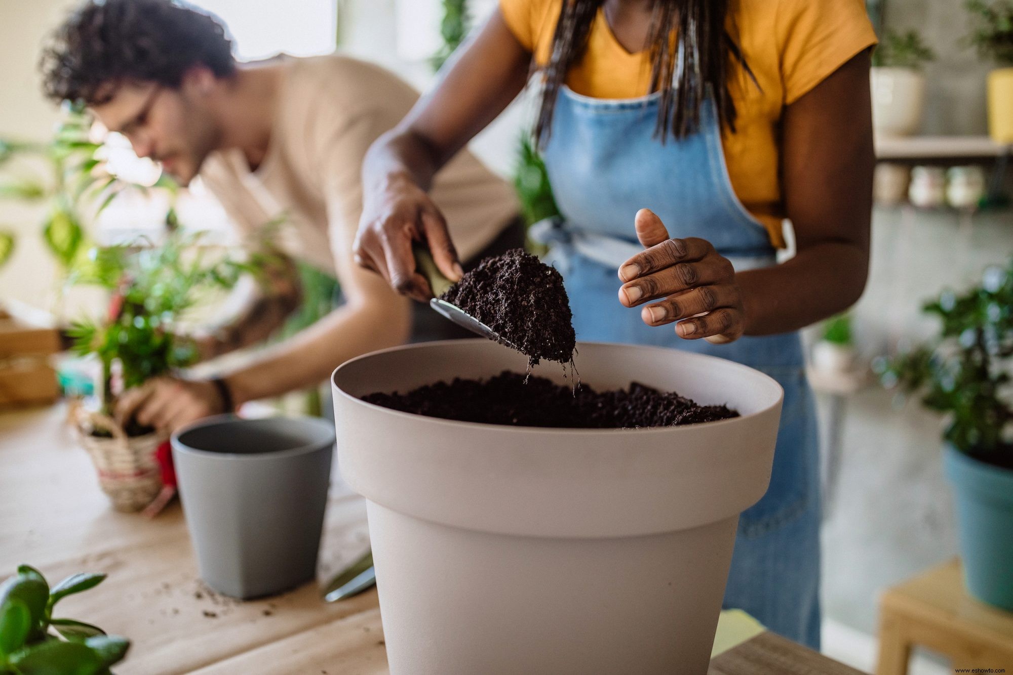 6 cosas a considerar antes de llevar a casa una nueva planta de interior 