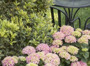 5 Combinaciones Infalibles de Plantas para un Jardín Delantero Espectacular