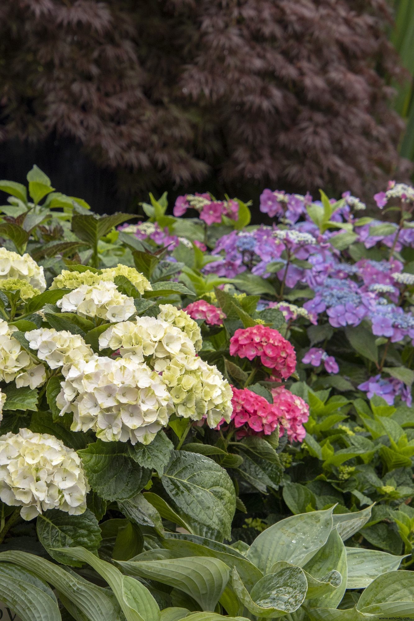 5 combinaciones de plantas a prueba de fallas para un hermoso jardín delantero 