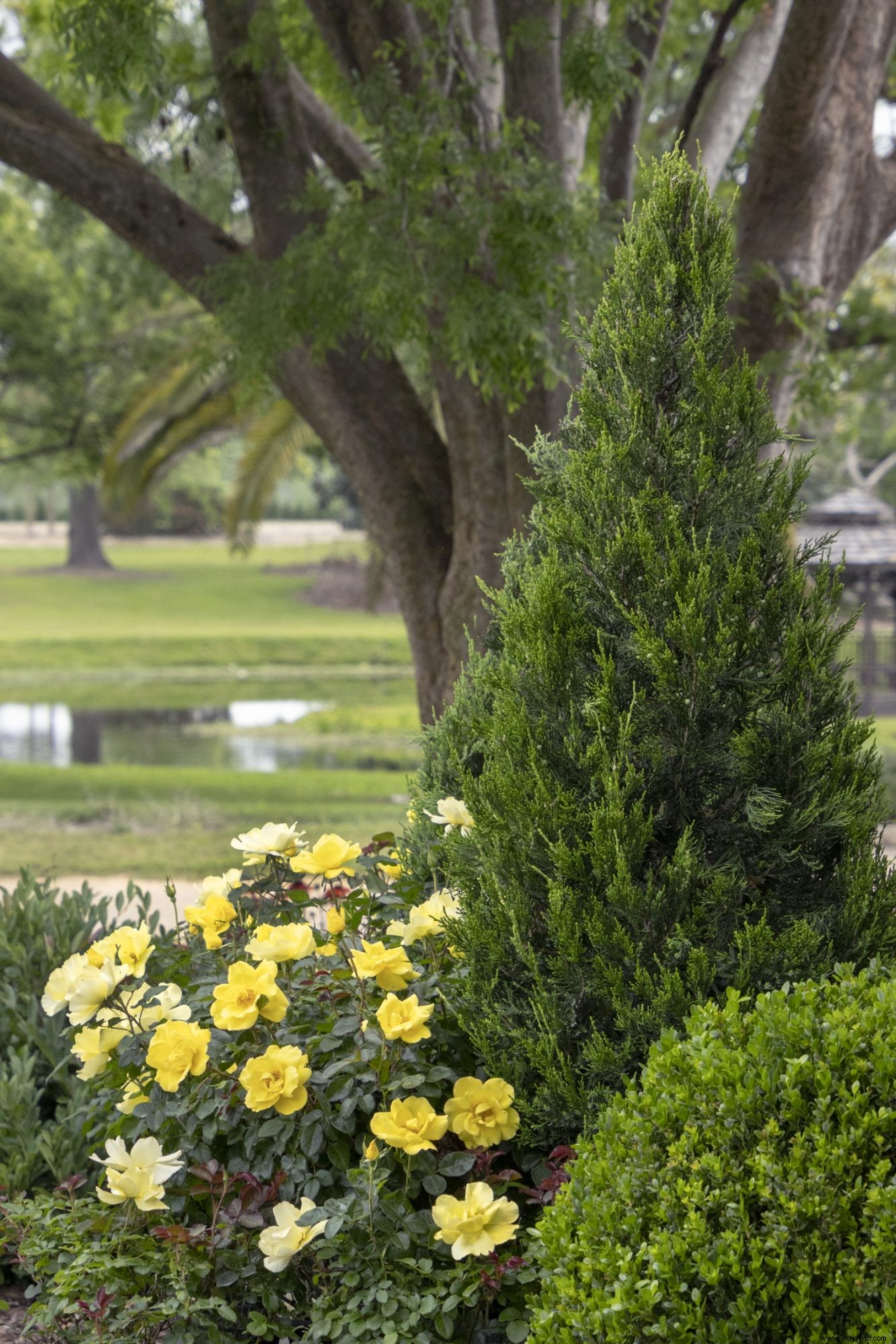 5 combinaciones de plantas a prueba de fallas para un hermoso jardín delantero 