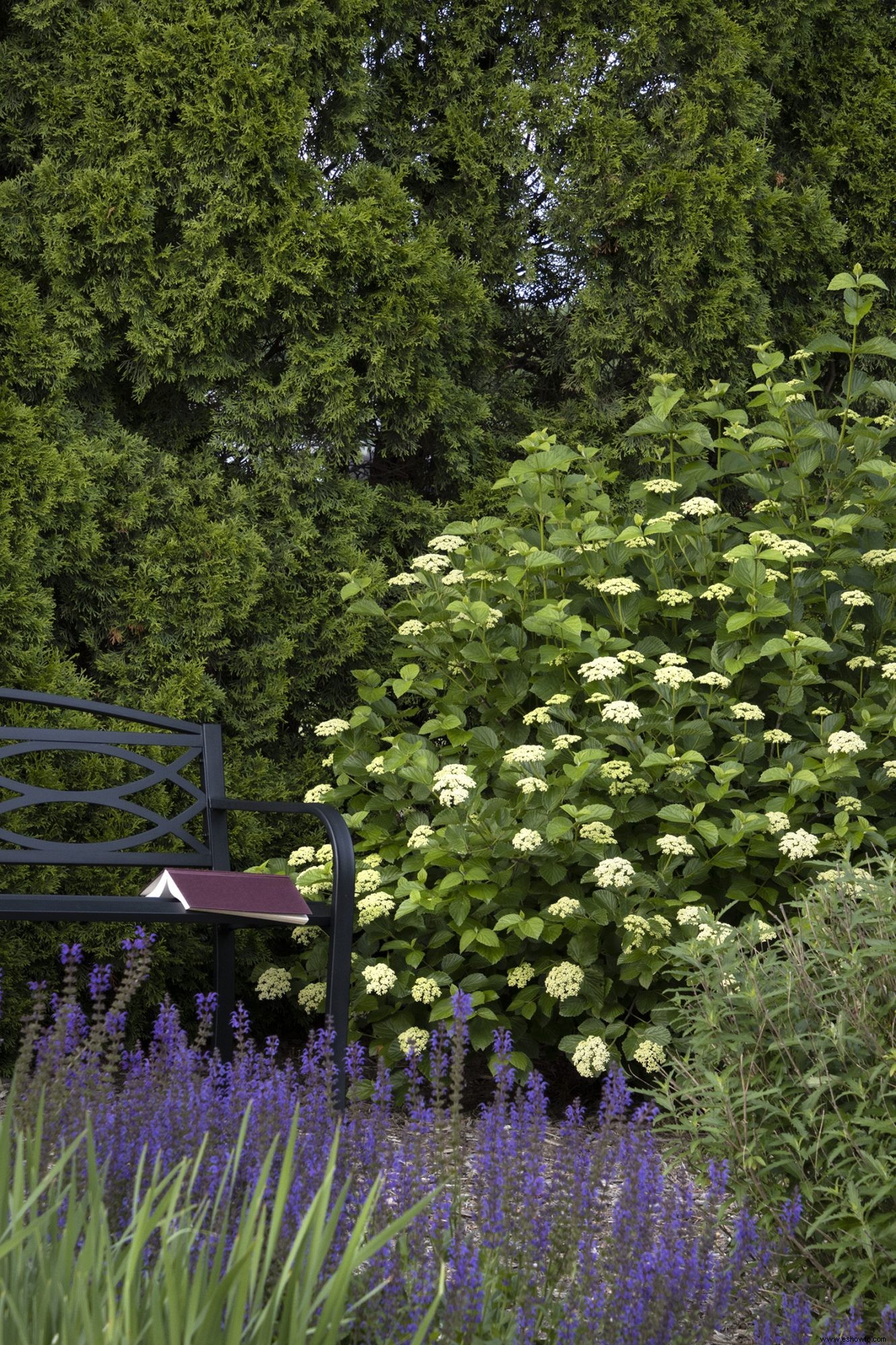 5 combinaciones de plantas a prueba de fallas para un hermoso jardín delantero 