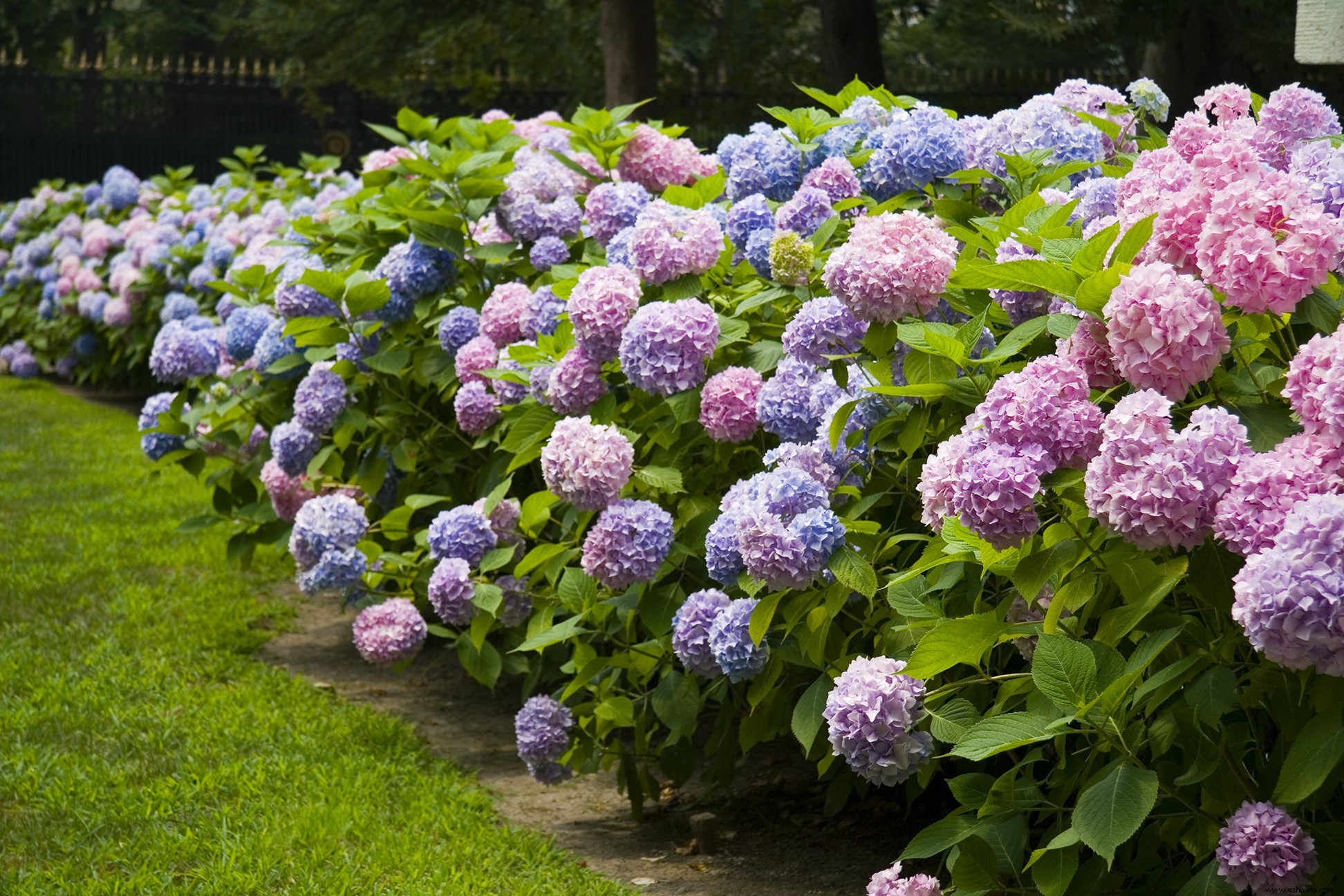 5 plantas con flores fáciles de cultivar para mejorar el atractivo exterior de su hogar 