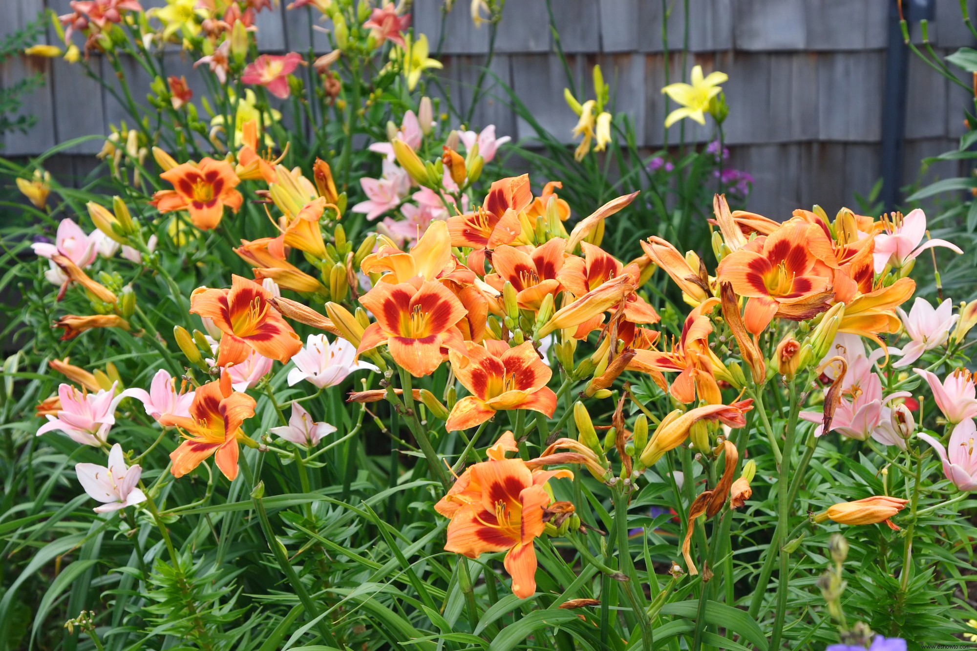 5 plantas con flores fáciles de cultivar para mejorar el atractivo exterior de su hogar 