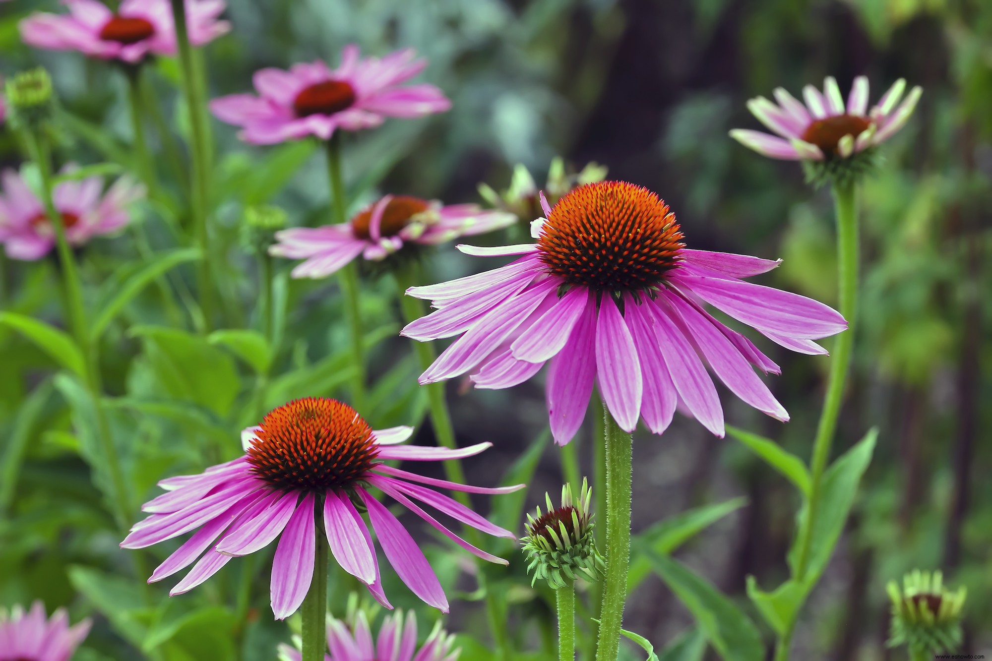 5 plantas con flores fáciles de cultivar para mejorar el atractivo exterior de su hogar 