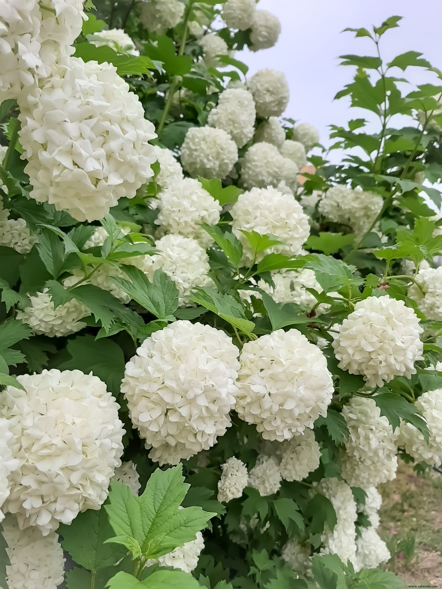 Los jardines lunares son la tendencia de plantas más soñadora:así es como se crea uno 