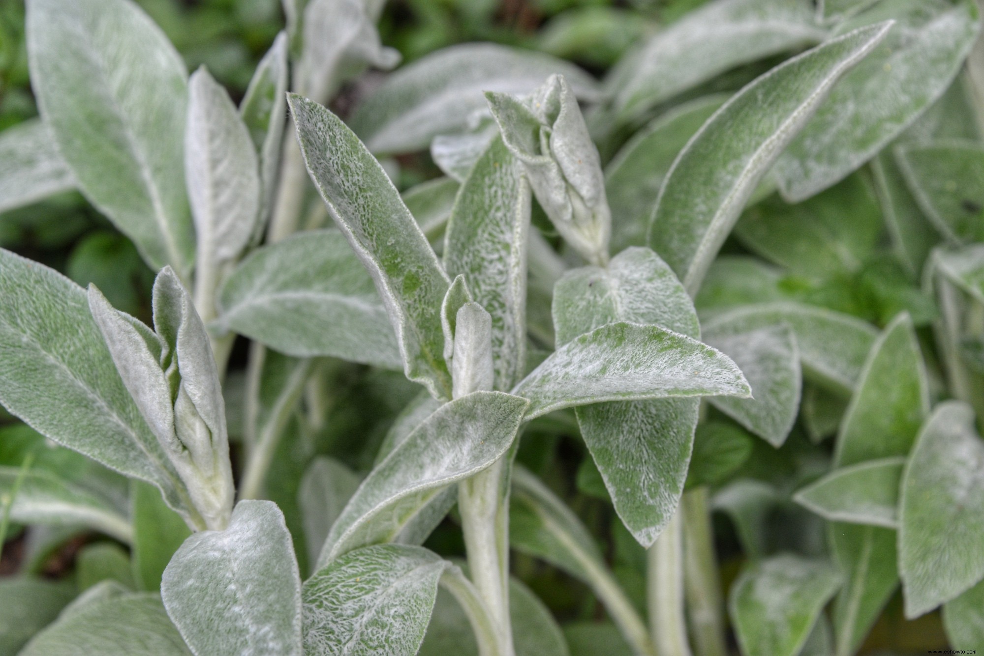 Los jardines lunares son la tendencia de plantas más soñadora:así es como se crea uno 