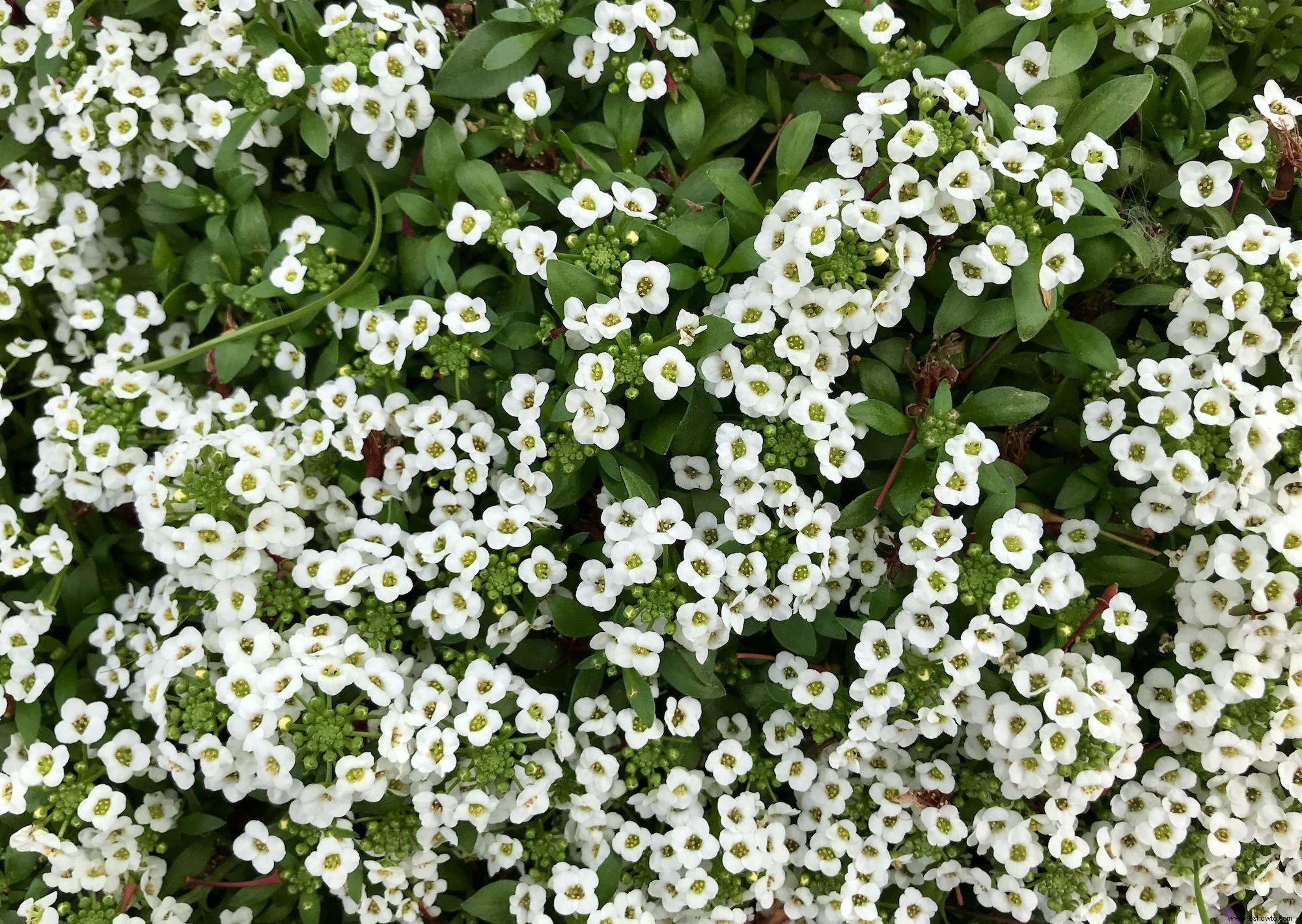 Los jardines lunares son la tendencia de plantas más soñadora:así es como se crea uno 