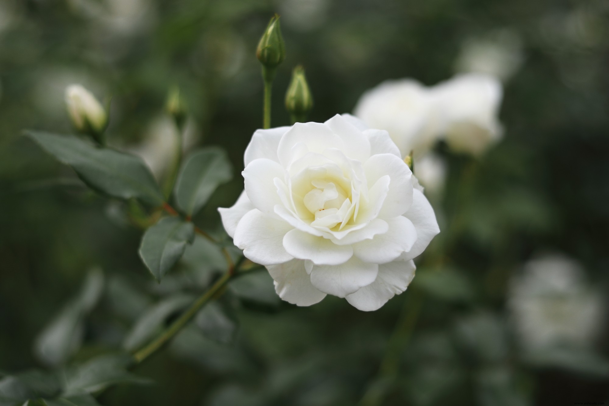 Los jardines lunares son la tendencia de plantas más soñadora:así es como se crea uno 