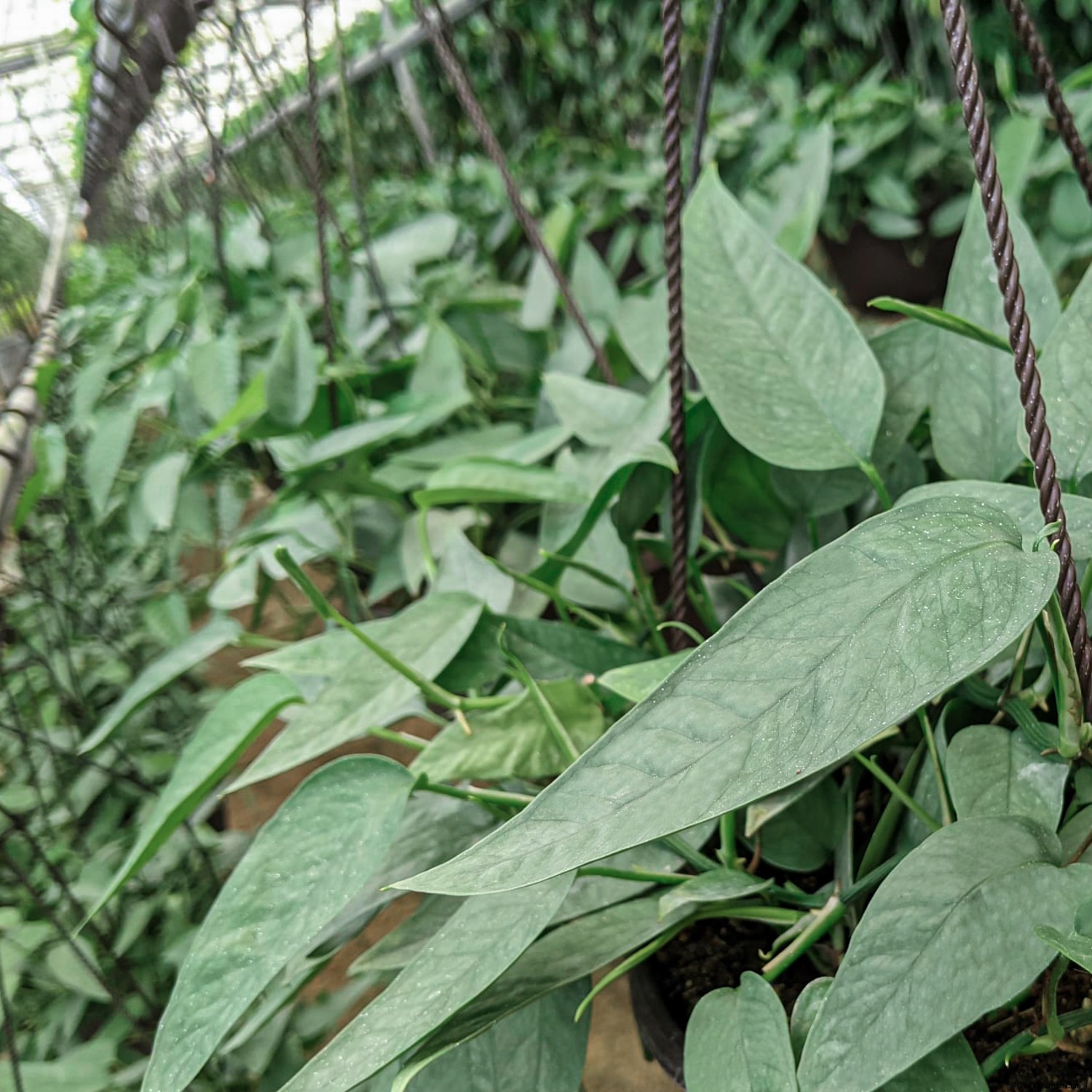 Las 13 mejores plantas colgantes para cada habitación de tu casa 