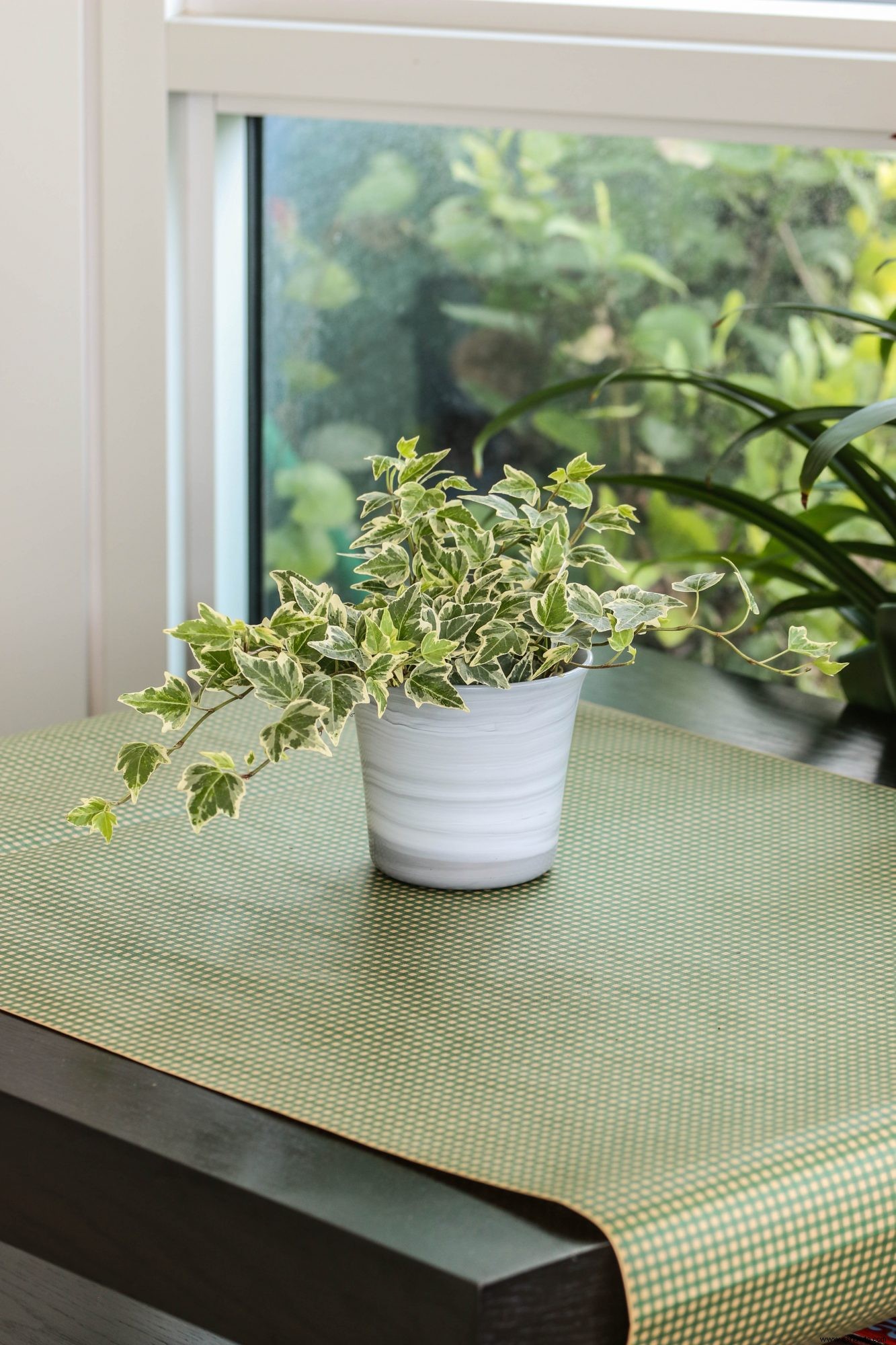 Las 13 mejores plantas colgantes para cada habitación de tu casa 