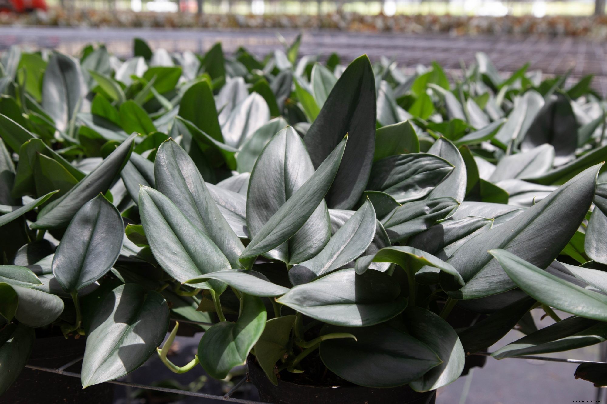 Las 13 mejores plantas colgantes para cada habitación de tu casa 