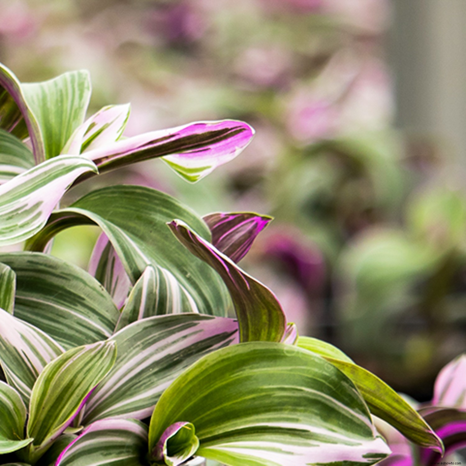 Las 13 mejores plantas colgantes para cada habitación de tu casa 