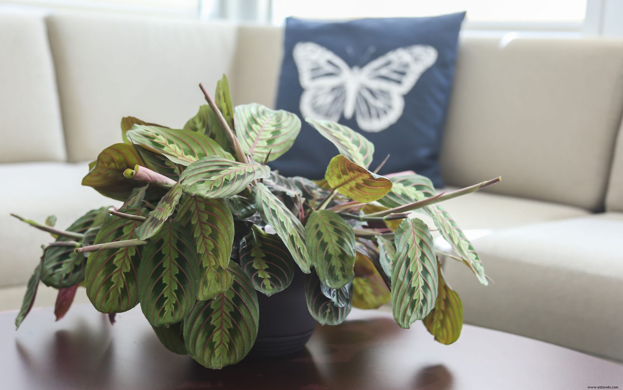 Las 13 mejores plantas colgantes para cada habitación de tu casa 