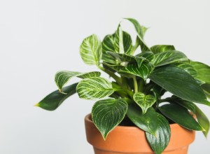 12 Variedades Espectaculares de Filodendro para Tu Hogar: Guía Experta