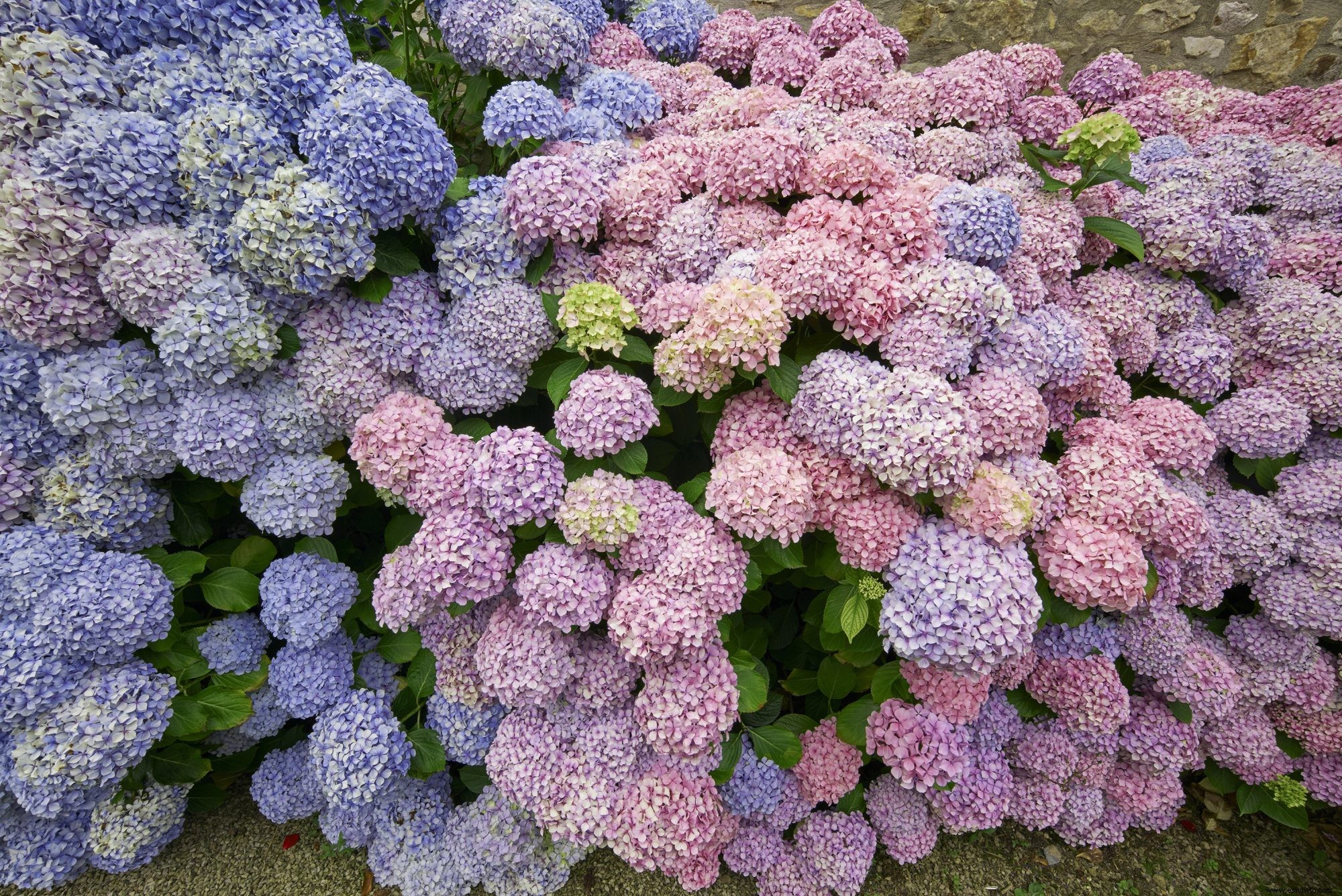 10 plantas con flores de interior para agregar color a tu hogar 