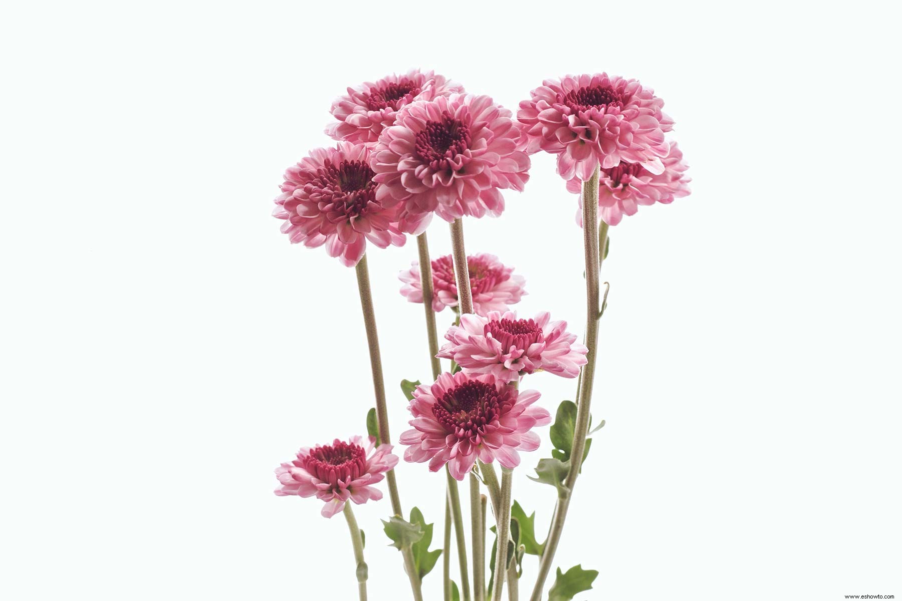 10 plantas con flores de interior para agregar color a tu hogar 