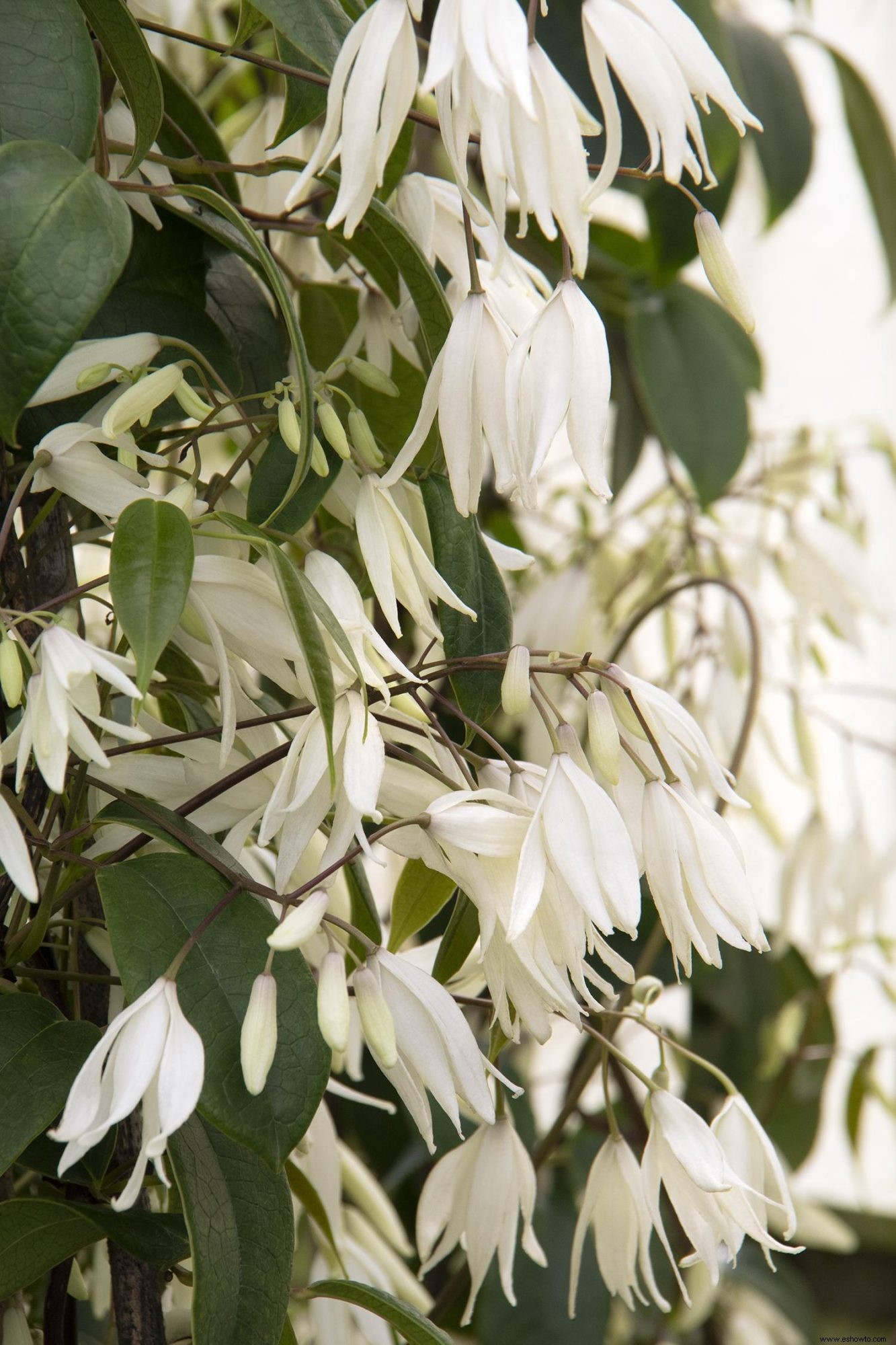 10 enredaderas en flor para agregar belleza (y privacidad) a su patio trasero 