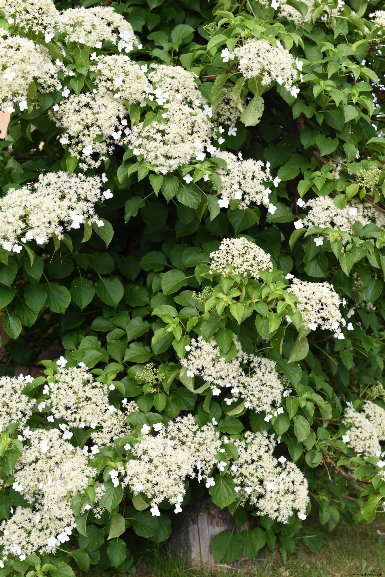 10 enredaderas en flor para agregar belleza (y privacidad) a su patio trasero 