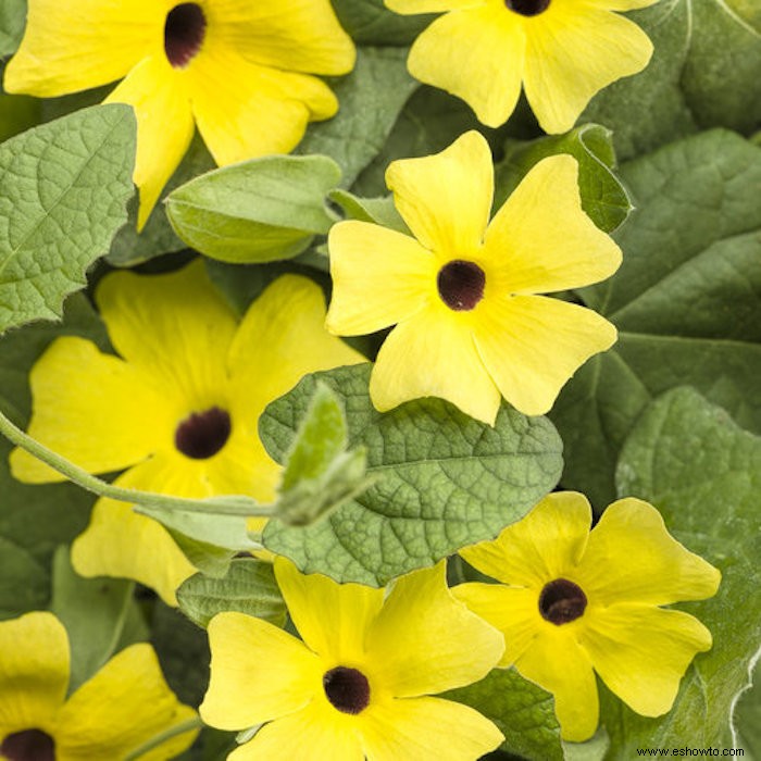 10 enredaderas en flor para agregar belleza (y privacidad) a su patio trasero 