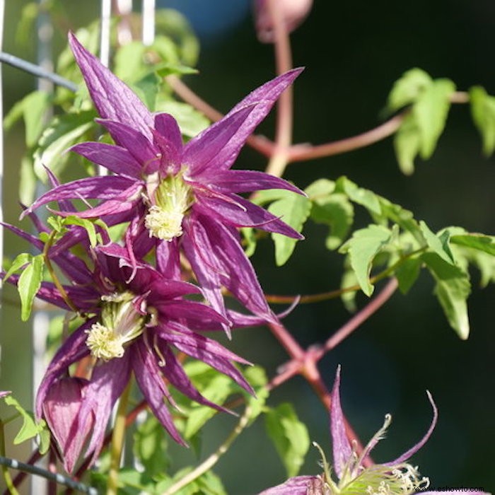 10 enredaderas en flor para agregar belleza (y privacidad) a su patio trasero 